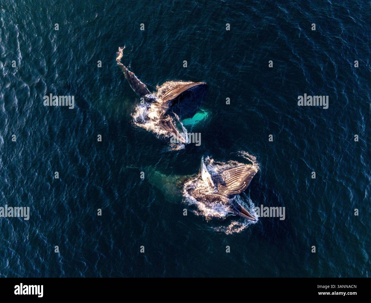 Aerial view of humpback whales swimming in the ocean, Unalaska, United ...