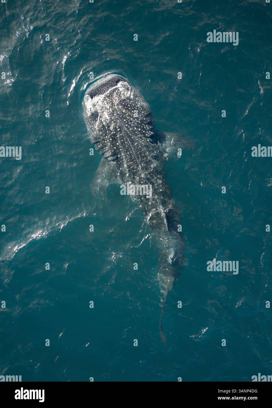 Aerial view of a whale shark in open sea Stock Photo - Alamy
