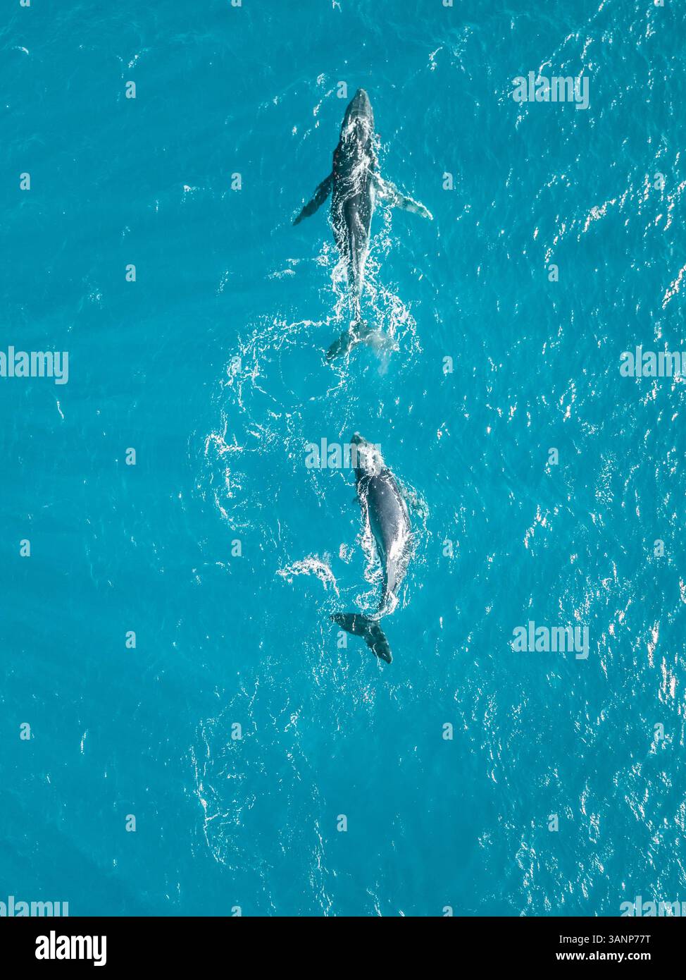 Aerial view of two whales shark swimming in the transparent sea of ...