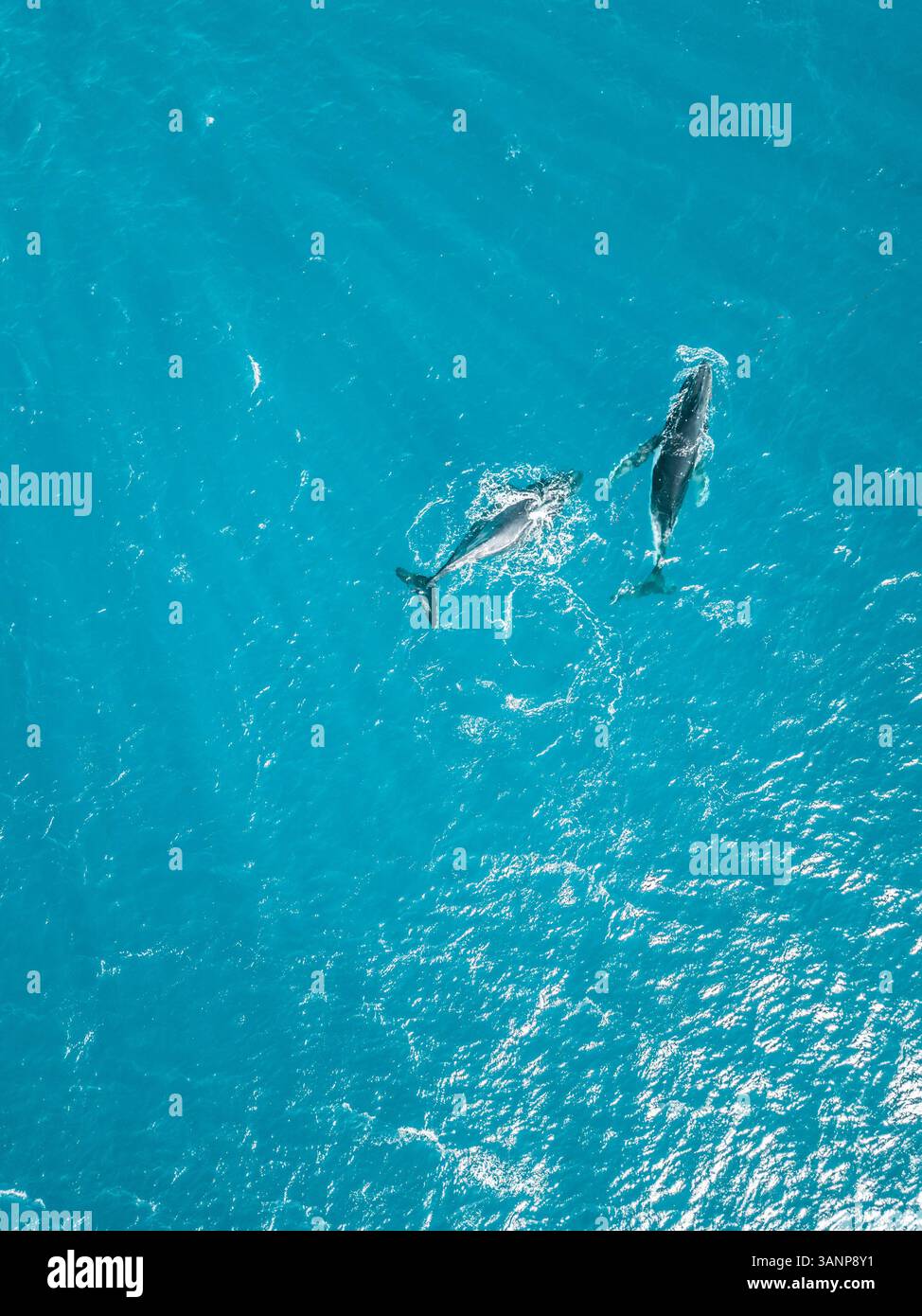 Aerial view of two whales shark swimming in the transparent sea of ...