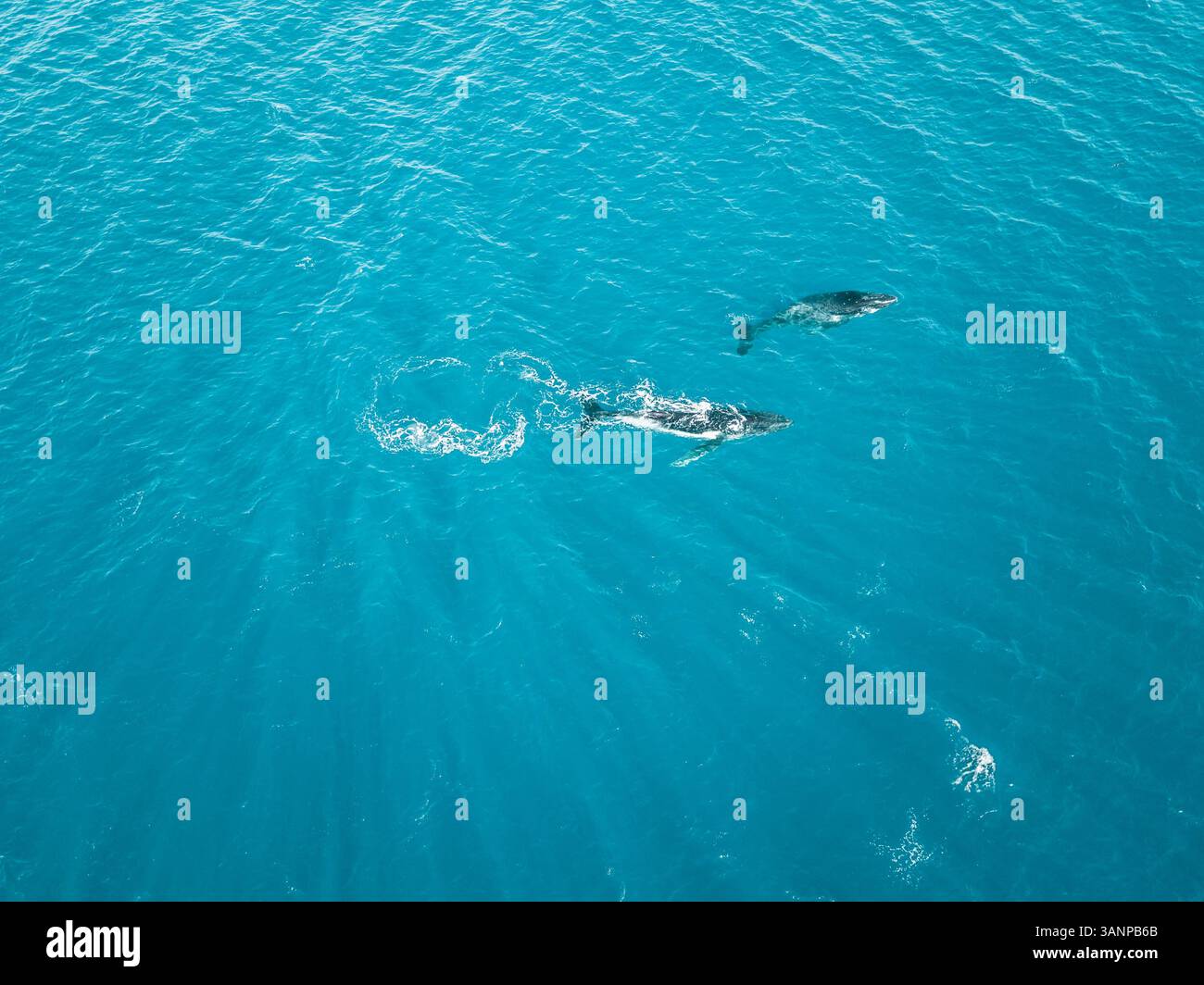 Aerial view of two whales shark swimming in the transparent sea of ...