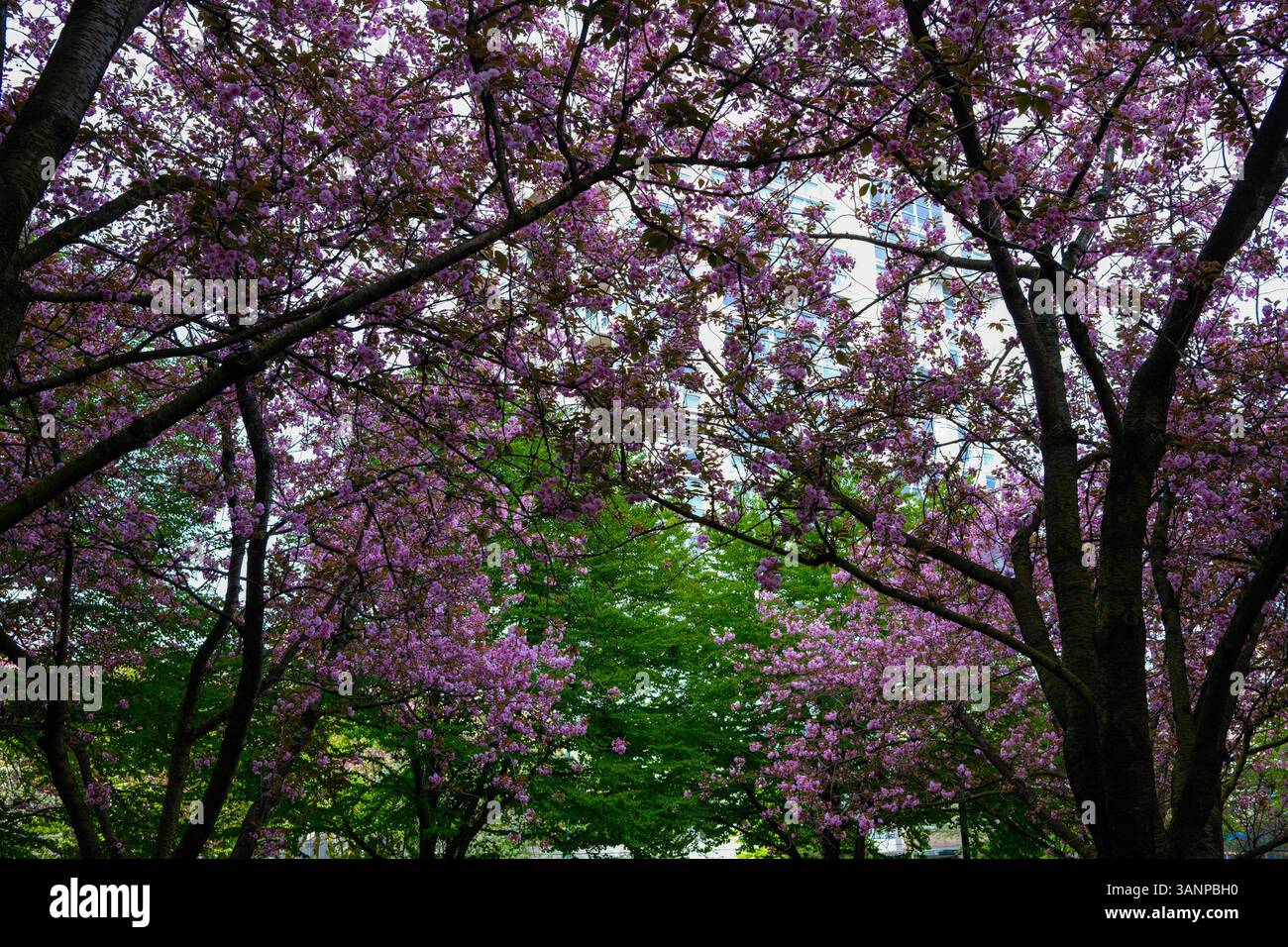 Cherry blossom trees with a mix of green leaves in Vancouver, BC Stock ...