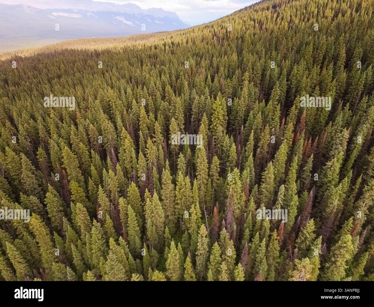 Aerial view of pines forest around Lake Louise, Alberta, Canada Stock ...