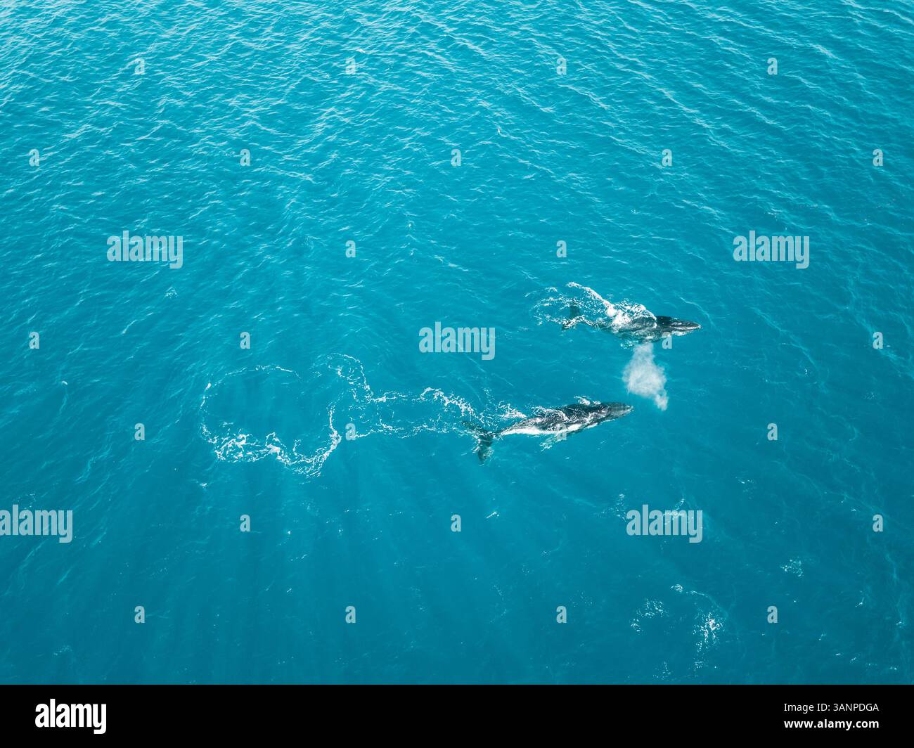 Aerial view of two whales shark swimming in the transparent sea of ...