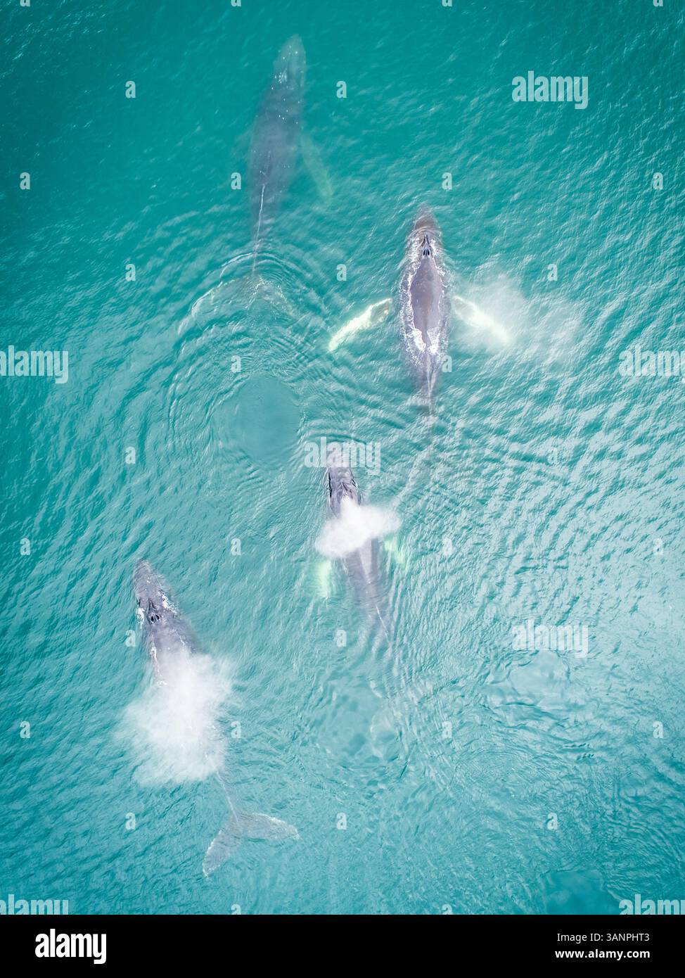 Aerial view of four whales swimming at the surface of Dutch harbor in ...