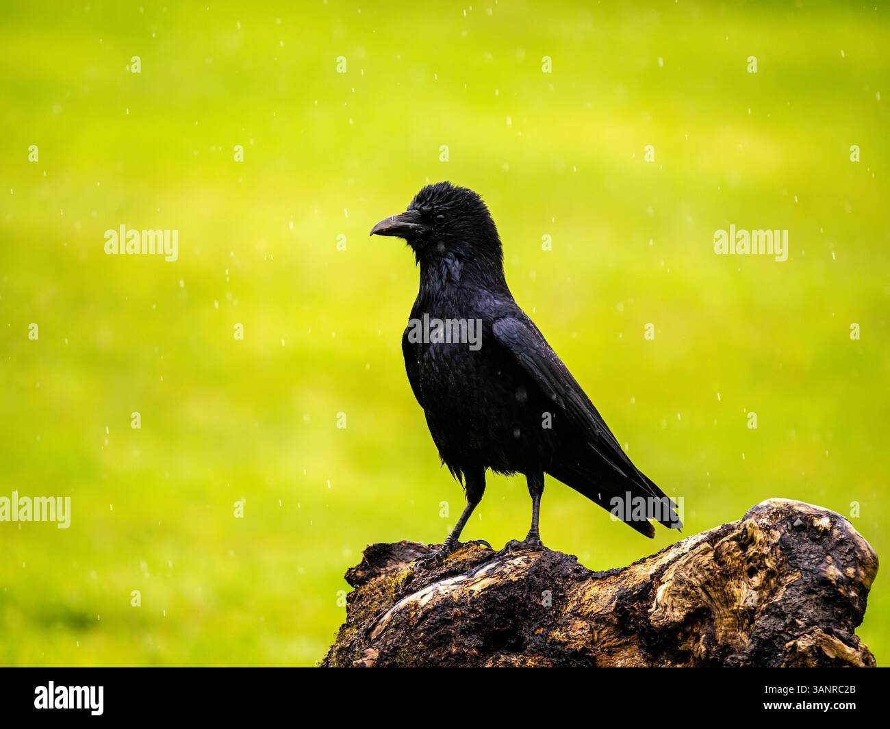 Carrion crow in spring hi-res stock photography and images - Alamy