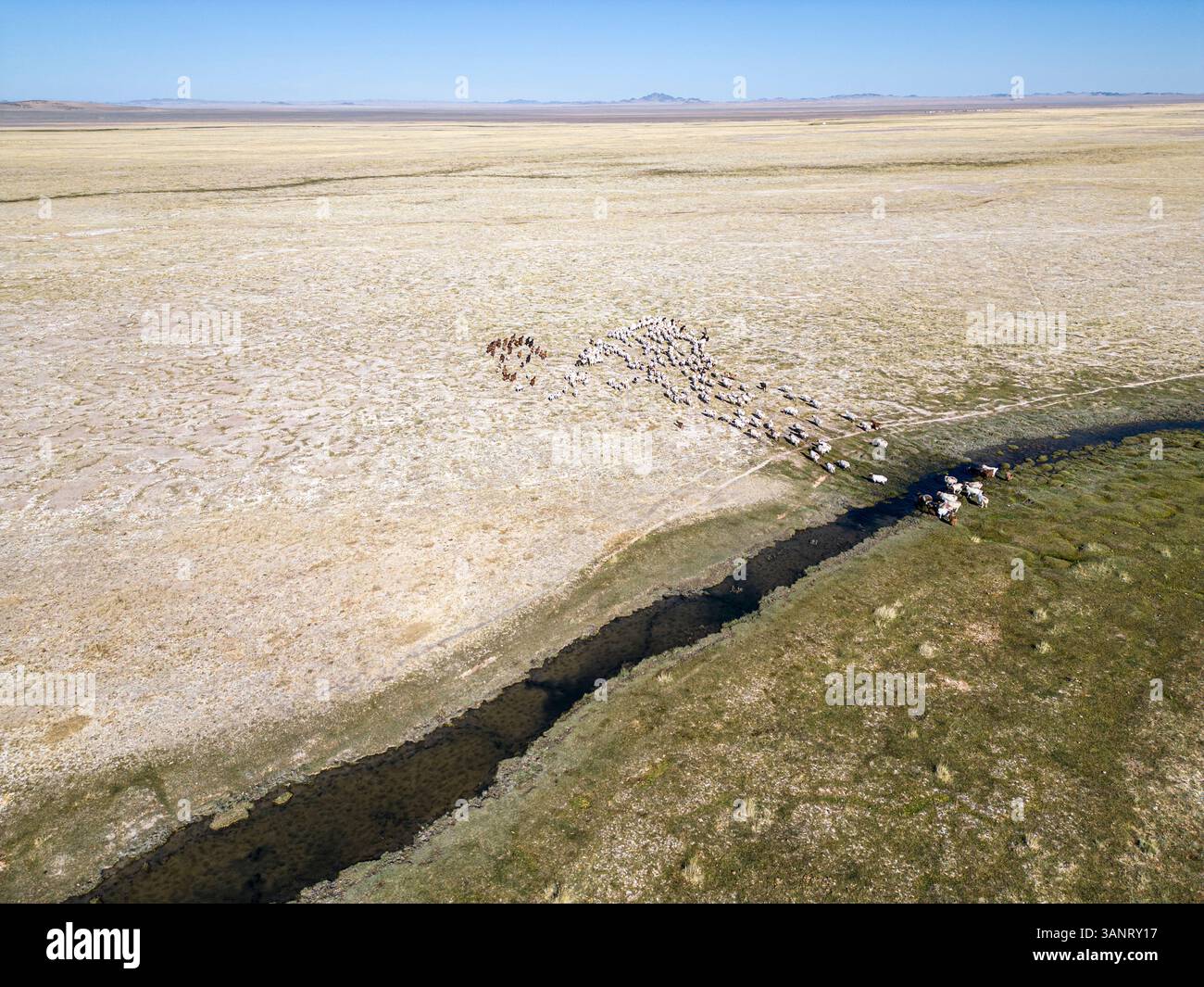 Aerial view of herd of sheep and goats, Zavhan, Mongolia Stock Photo ...