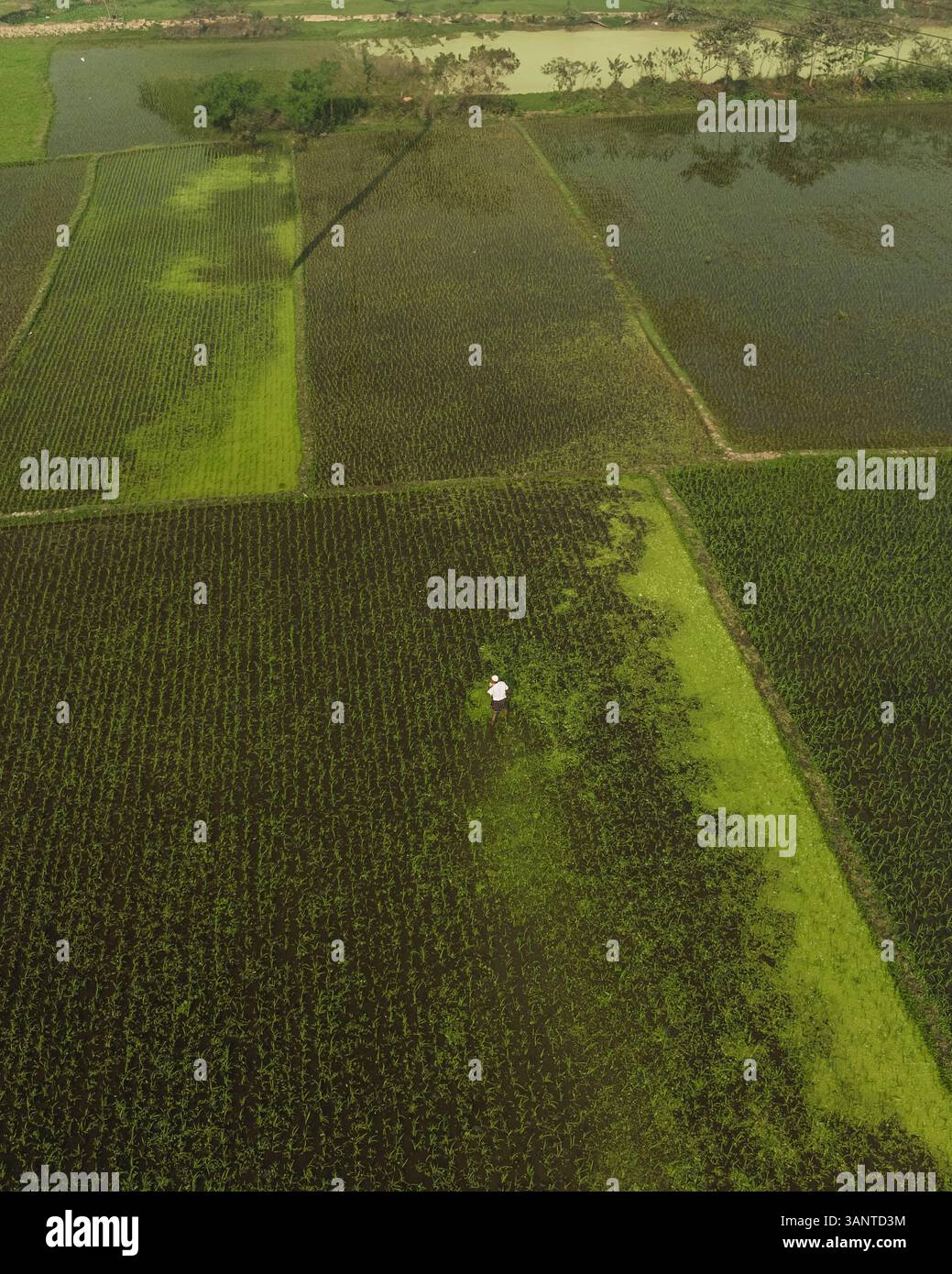 Aerial view of lush rice fields in a tranquil rural landscape, Uttar ...