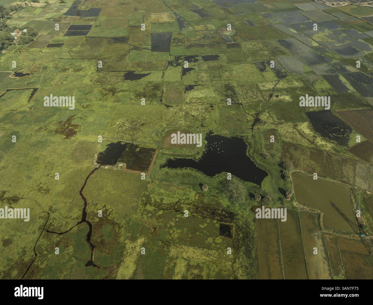 Aerial view of lush green rice fields in a scenic landscape, Sombhag ...
