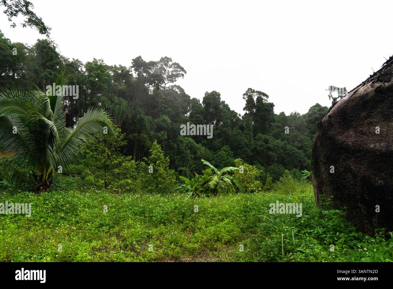 Lush jungle surrounds winding hi-res stock photography and images - Alamy