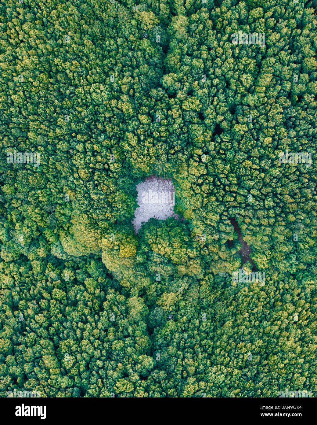 Aerial view of lush green forest and trees with a serene clearing ...