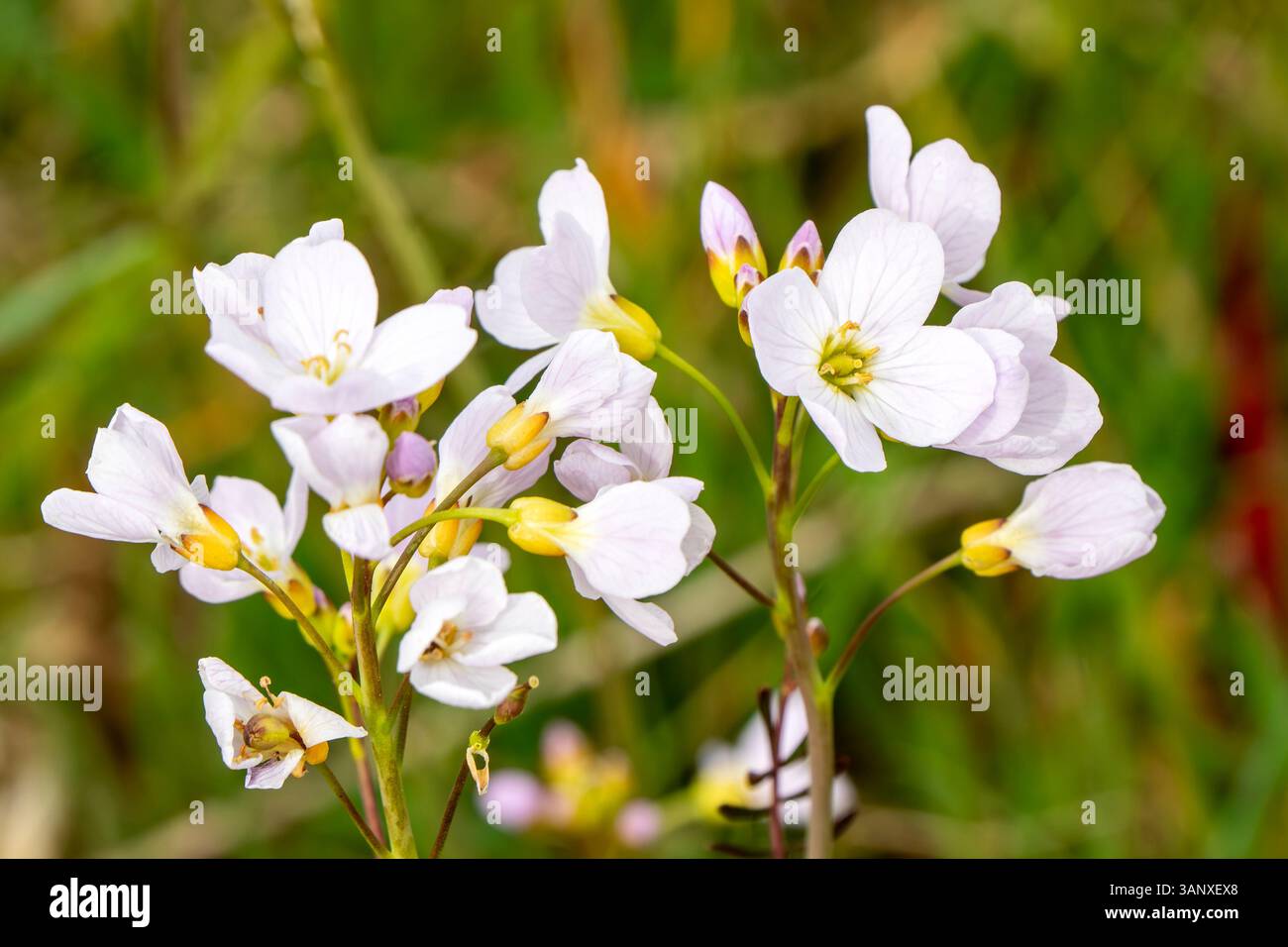 Cuckoo Flower (Cardamine pratensis) a spring summer wildflower ...