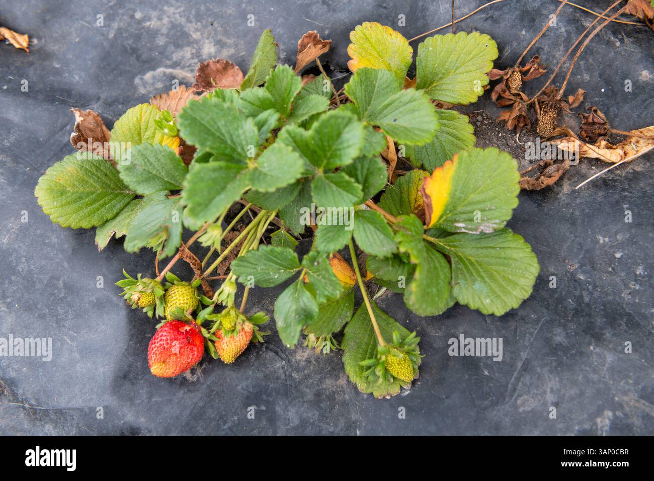 Strawberry plant with ripe and unripe berries growing in a garden bed ...