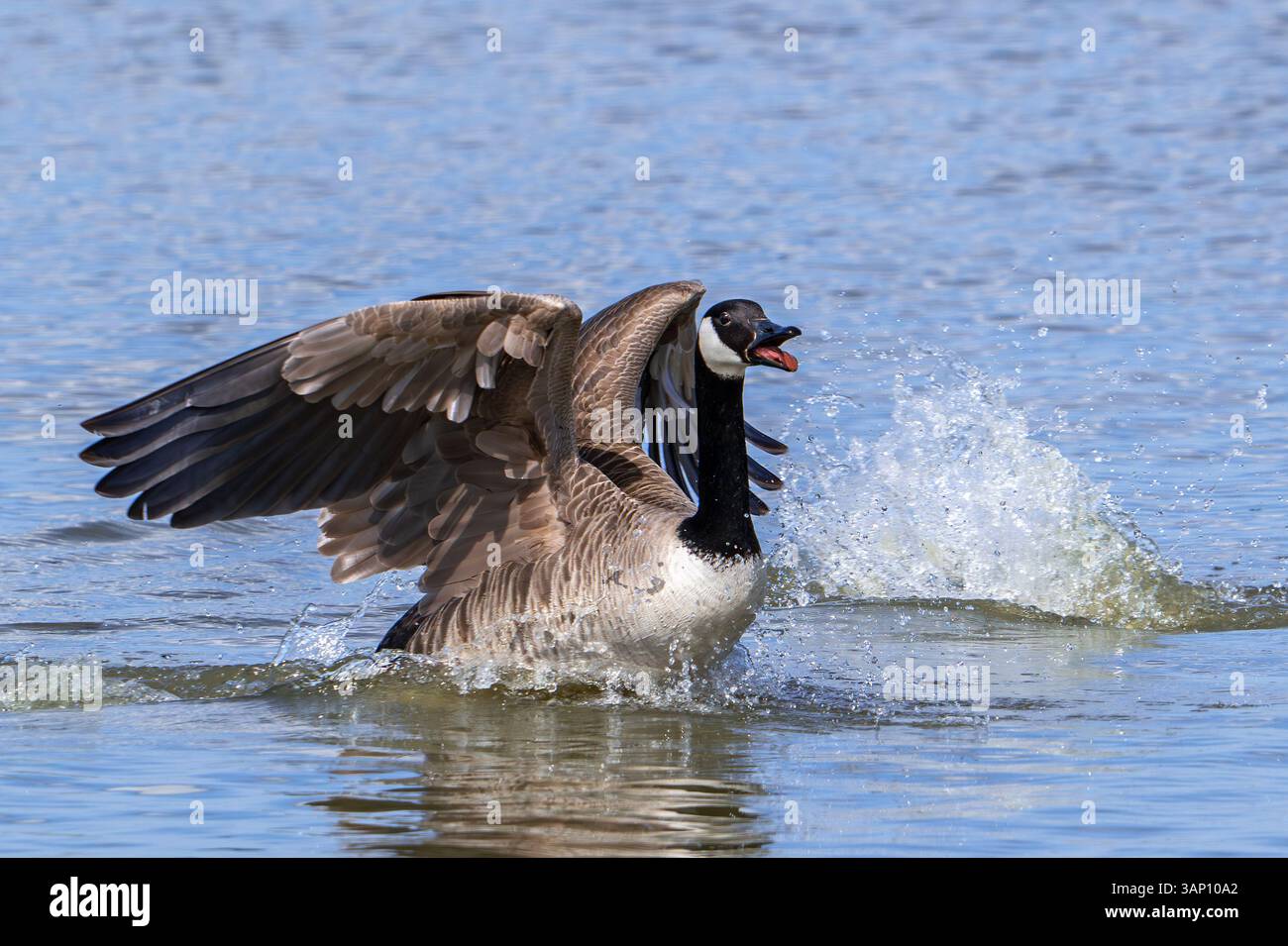 Canada goose / Canadian goose (Branta canadensis) taking off from lake by running over water Stock Photo