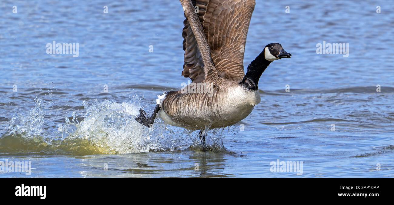 Canada goose / Canadian goose (Branta canadensis) taking off from lake by running over water Stock Photo