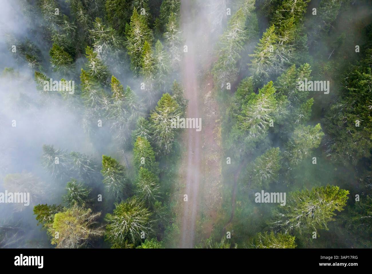 Aerial view of a mystical forest shrouded in fog with a winding road ...