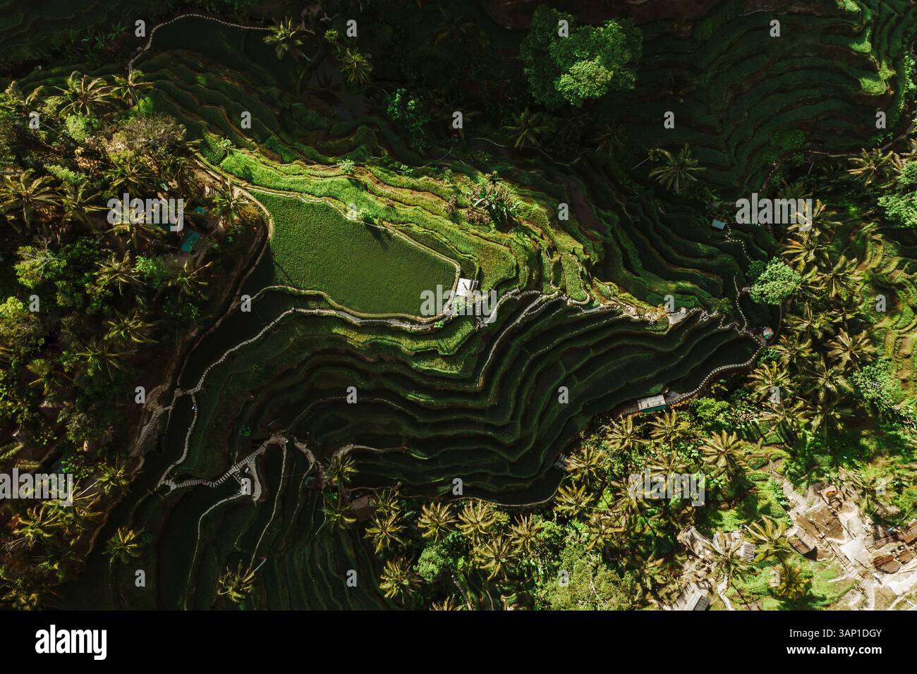 Aerial view of lush rice fields and palm trees in Tegallalang, Bali ...