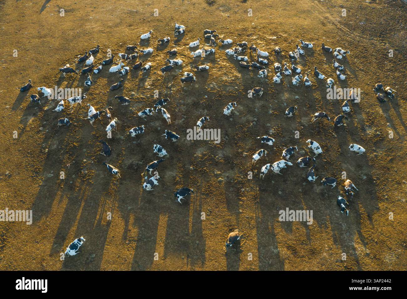 Aerial view of a dairy farm with grazing cows and a feedlot in ...