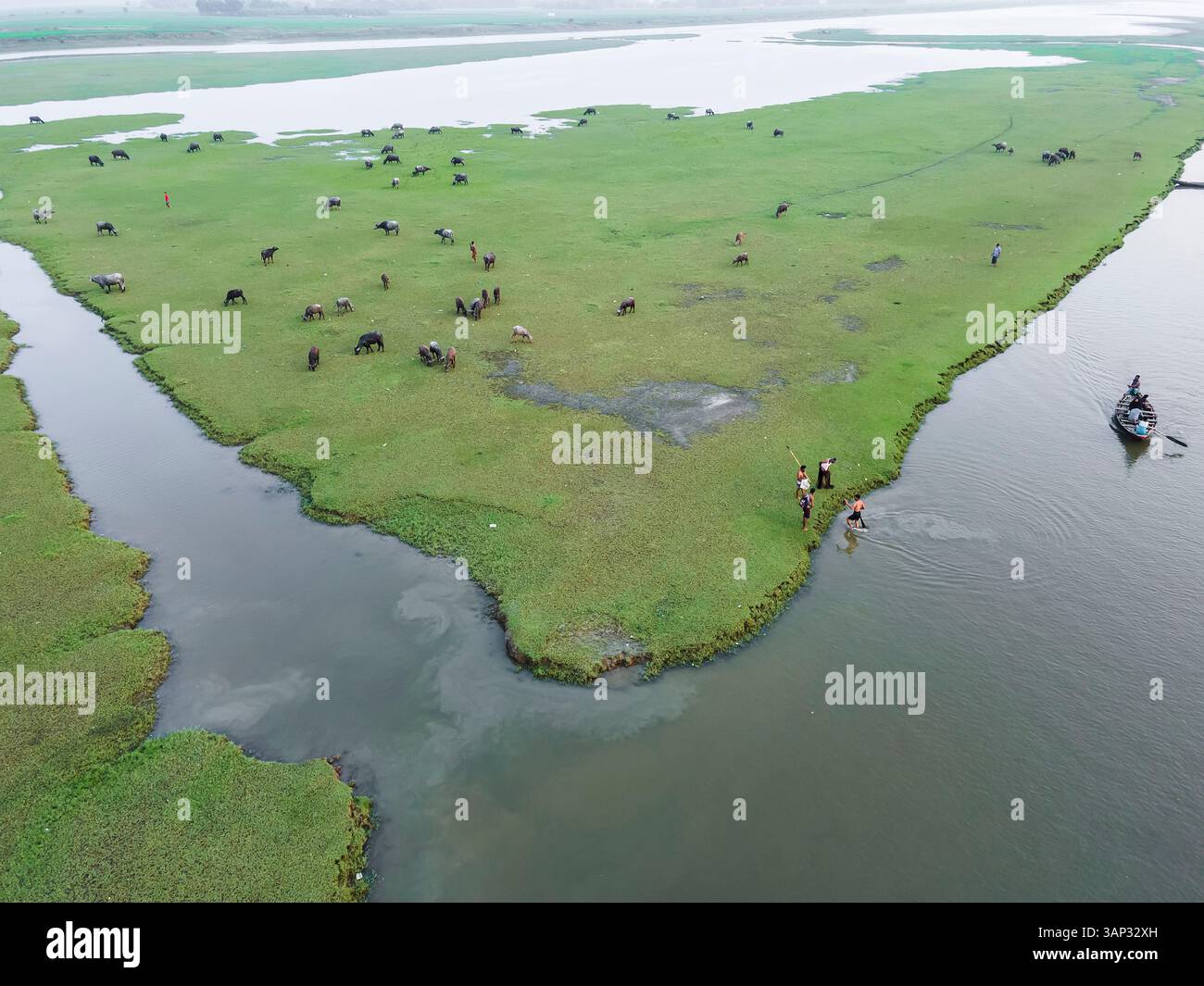 Aerial view of serene fishing boats and grazing buffalo in lush ...