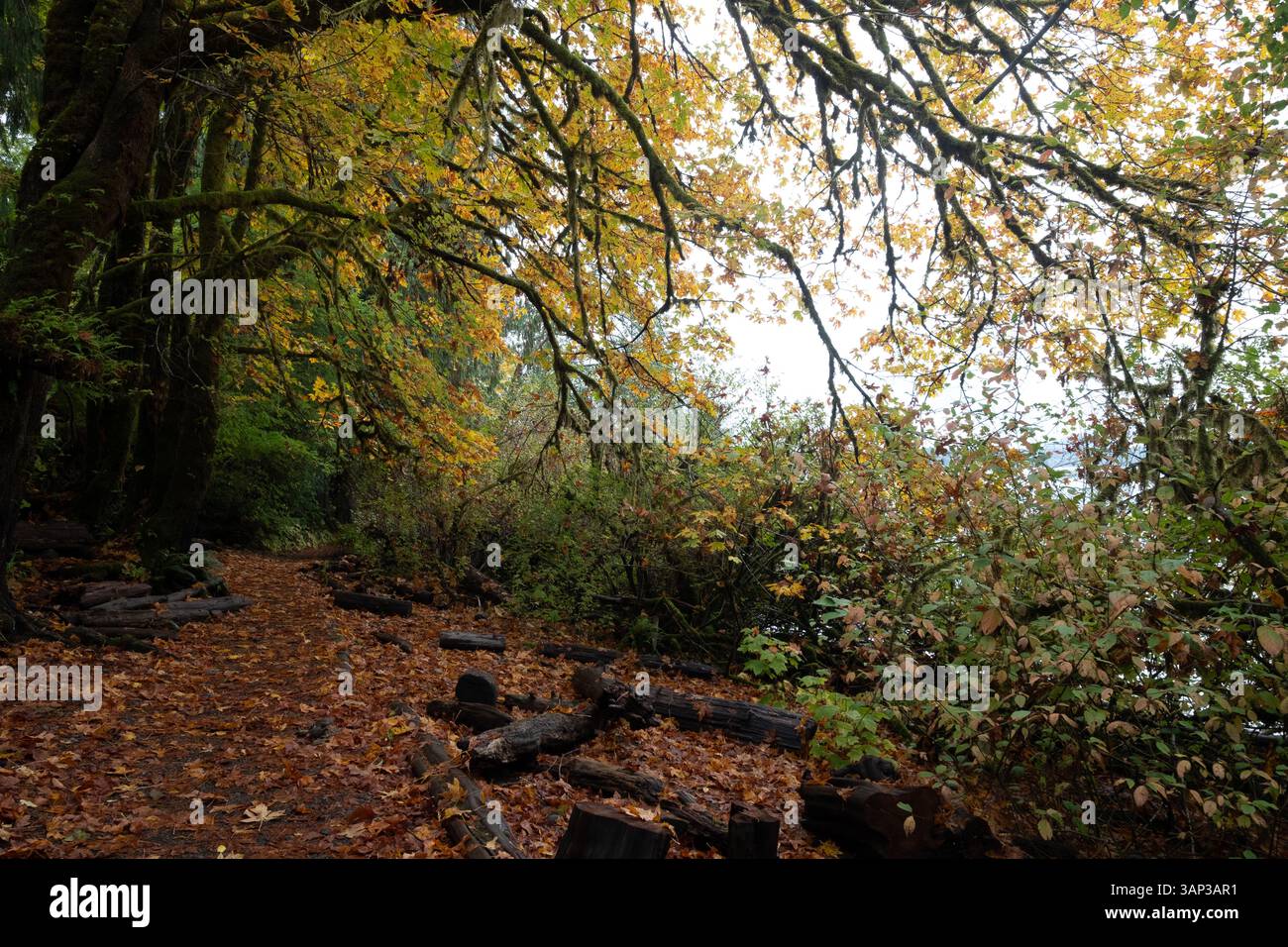 Serene forest path with vibrant autumn foliage on the Oregon Coast ...
