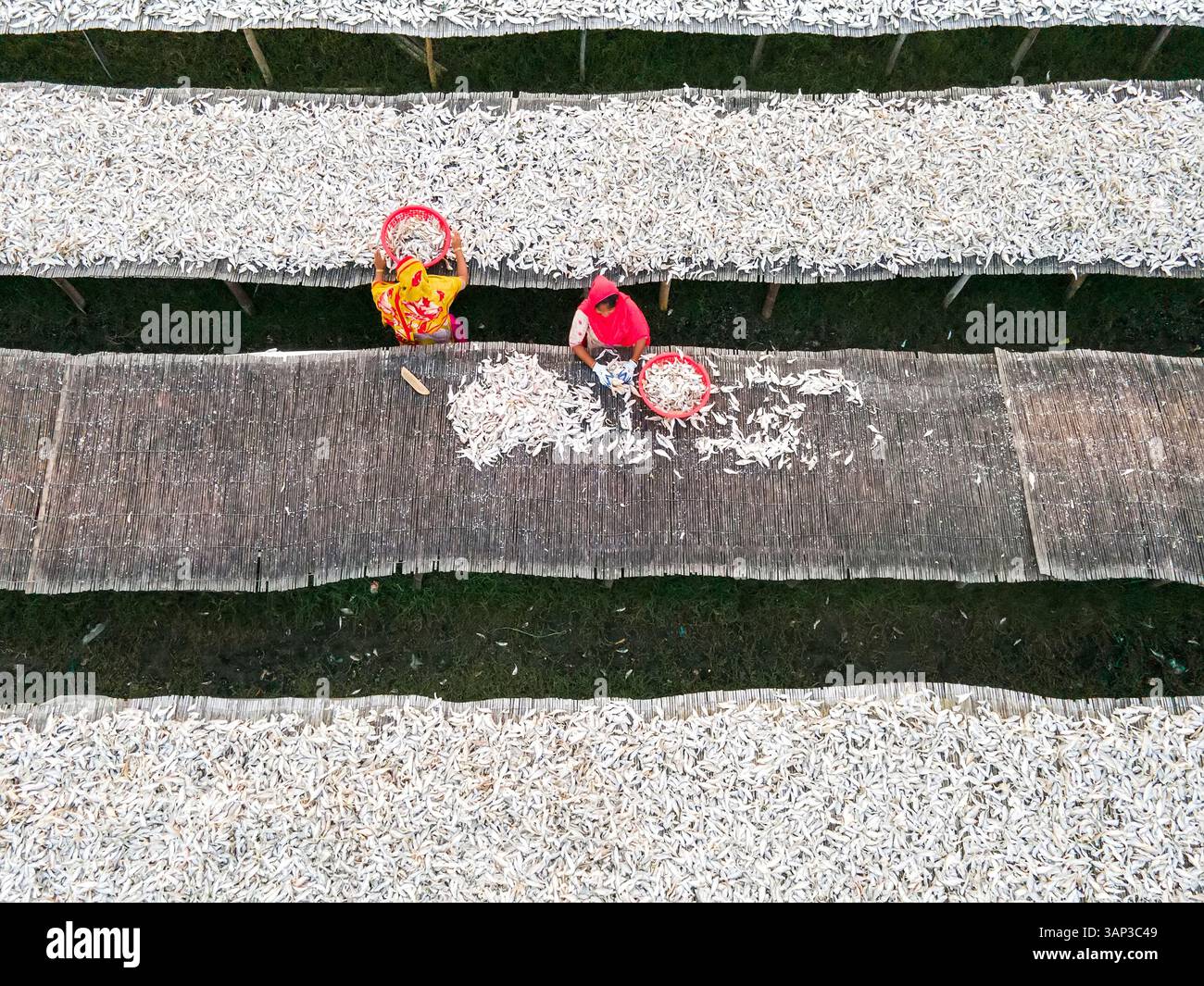 Aerial view of traditional fish processing with workers and drying ...