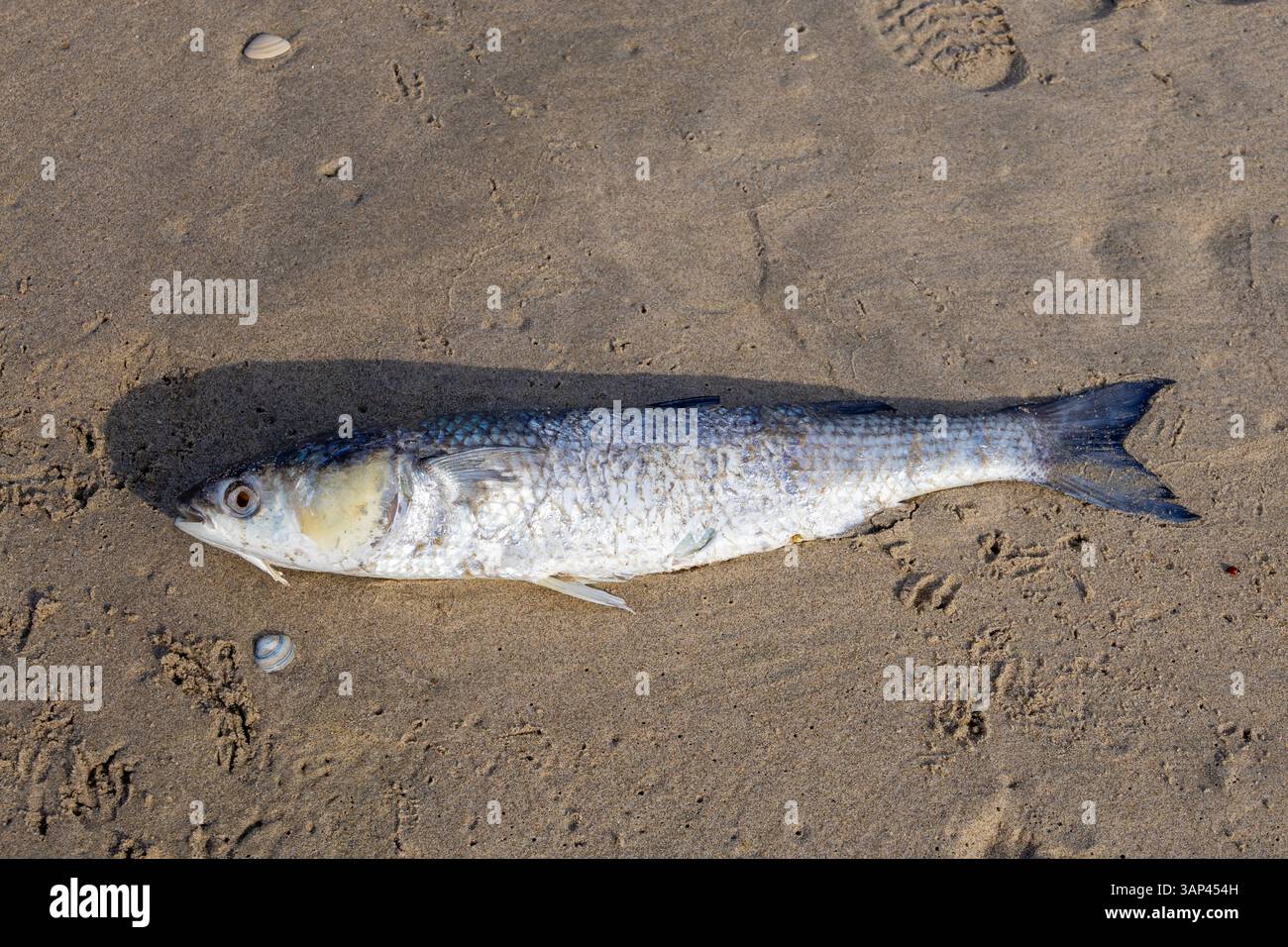 Mullet fish australia hi-res stock photography and images - Alamy