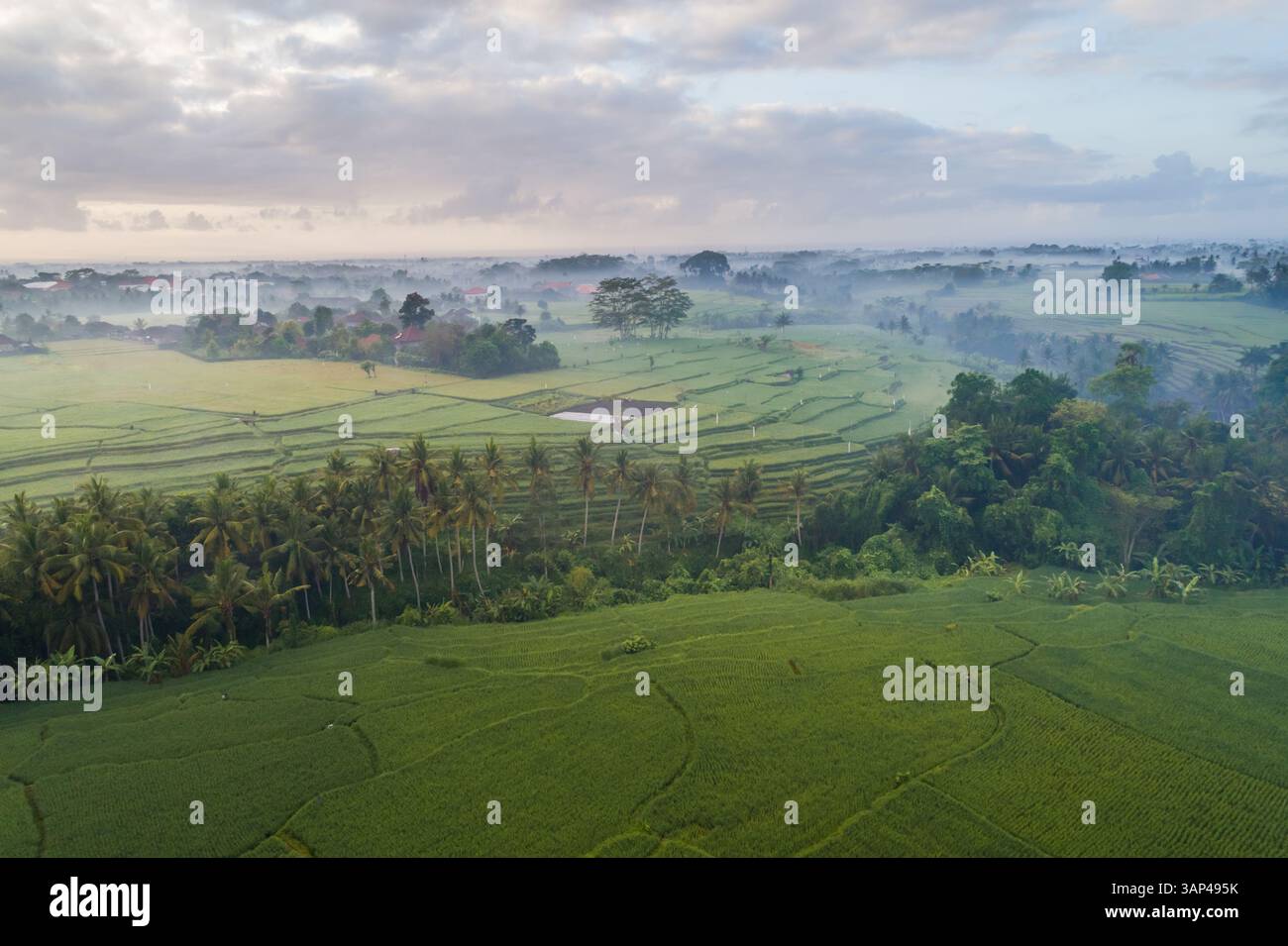 Aerial panoramic view of morning rice fields in Ubud, Bali Stock Photo ...