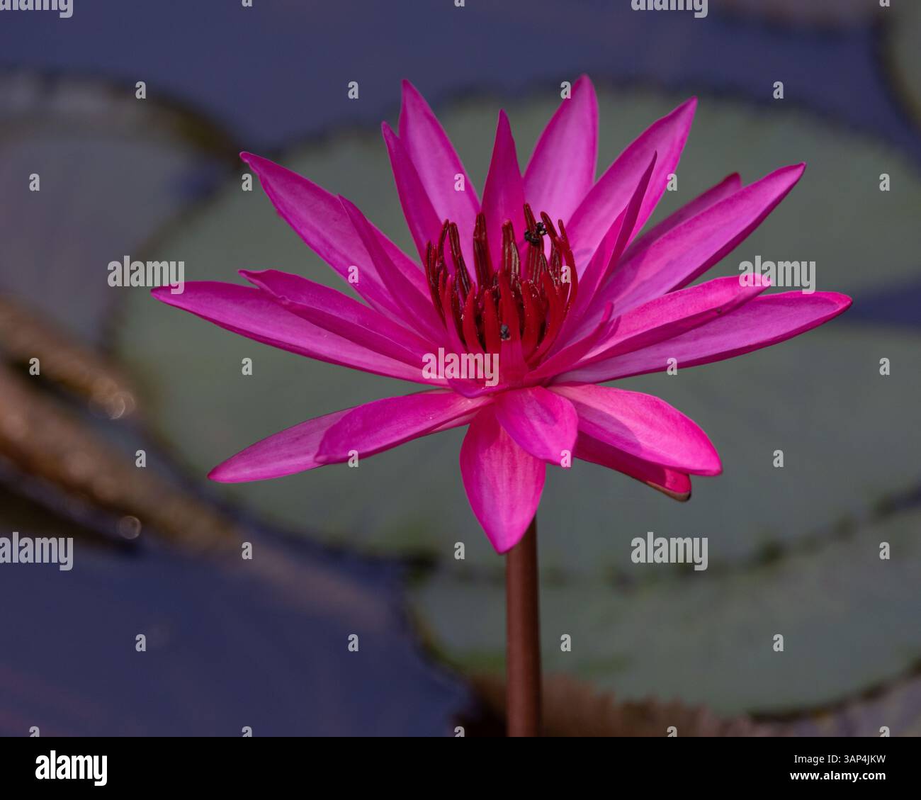 Onlayn pensionerlar uchun blowjobs Sport zalida jinsiy aloqa onlayn video