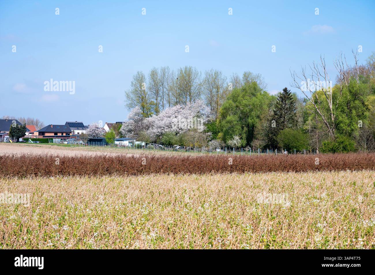 Colorful seeds and grain cultivation at agriculture fields in Erpe Mere ...