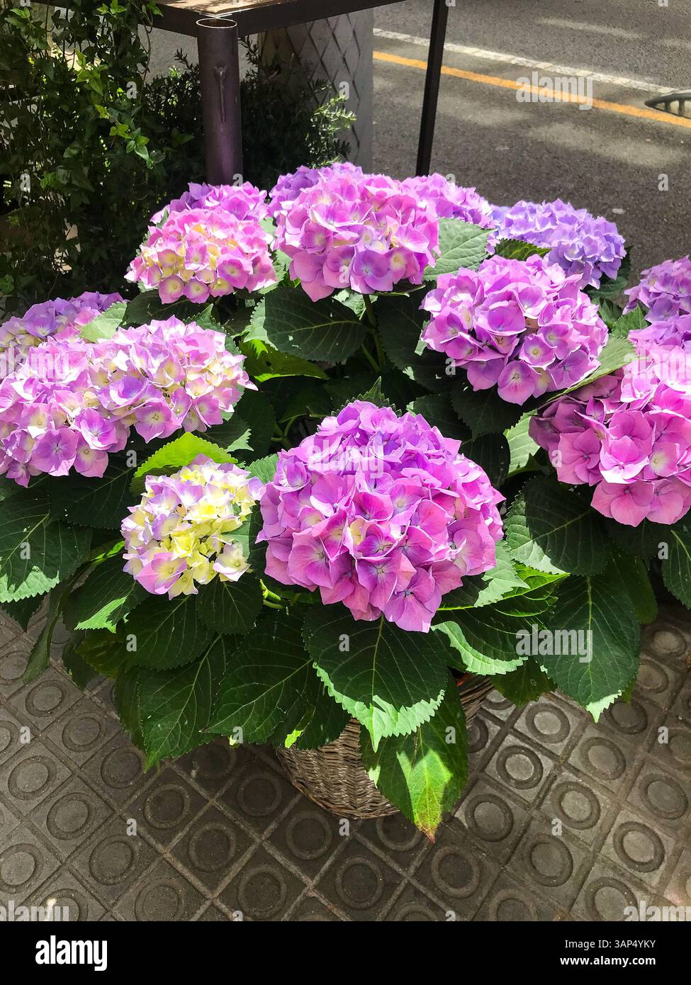 Vividly colored hydrangeas in full bloom Stock Photo