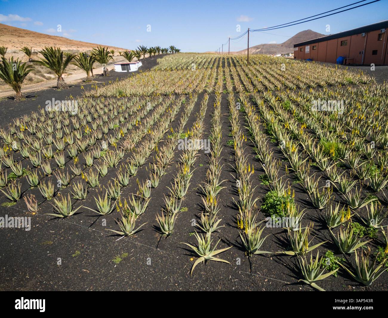 Fuerteventura aloe vera hi-res stock photography and images - Page 4 - Alamy