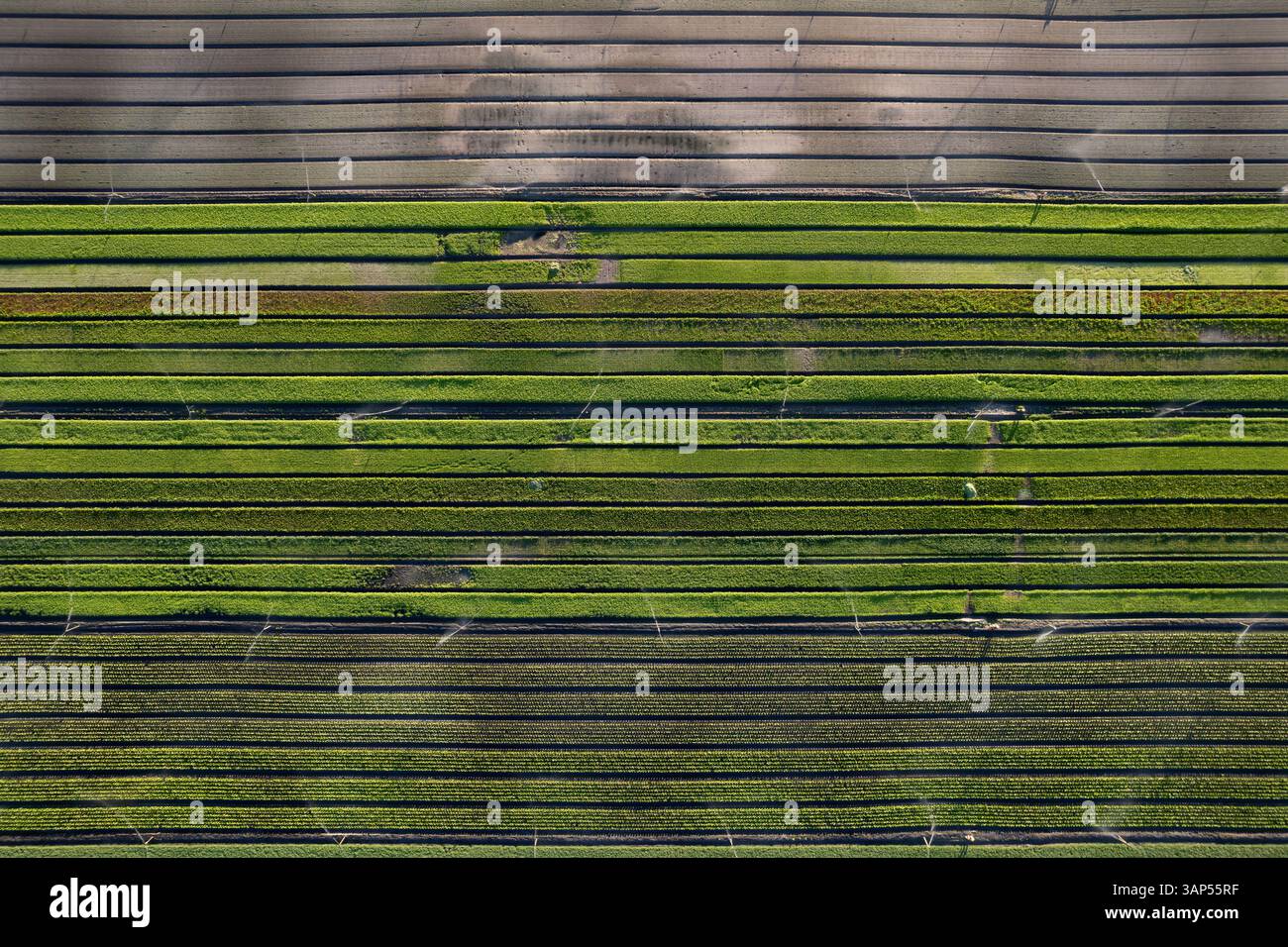 Aerial view of greenery rows being watered on a turf farm, Pinjarra, Western Australia, Australia. Stock Photo