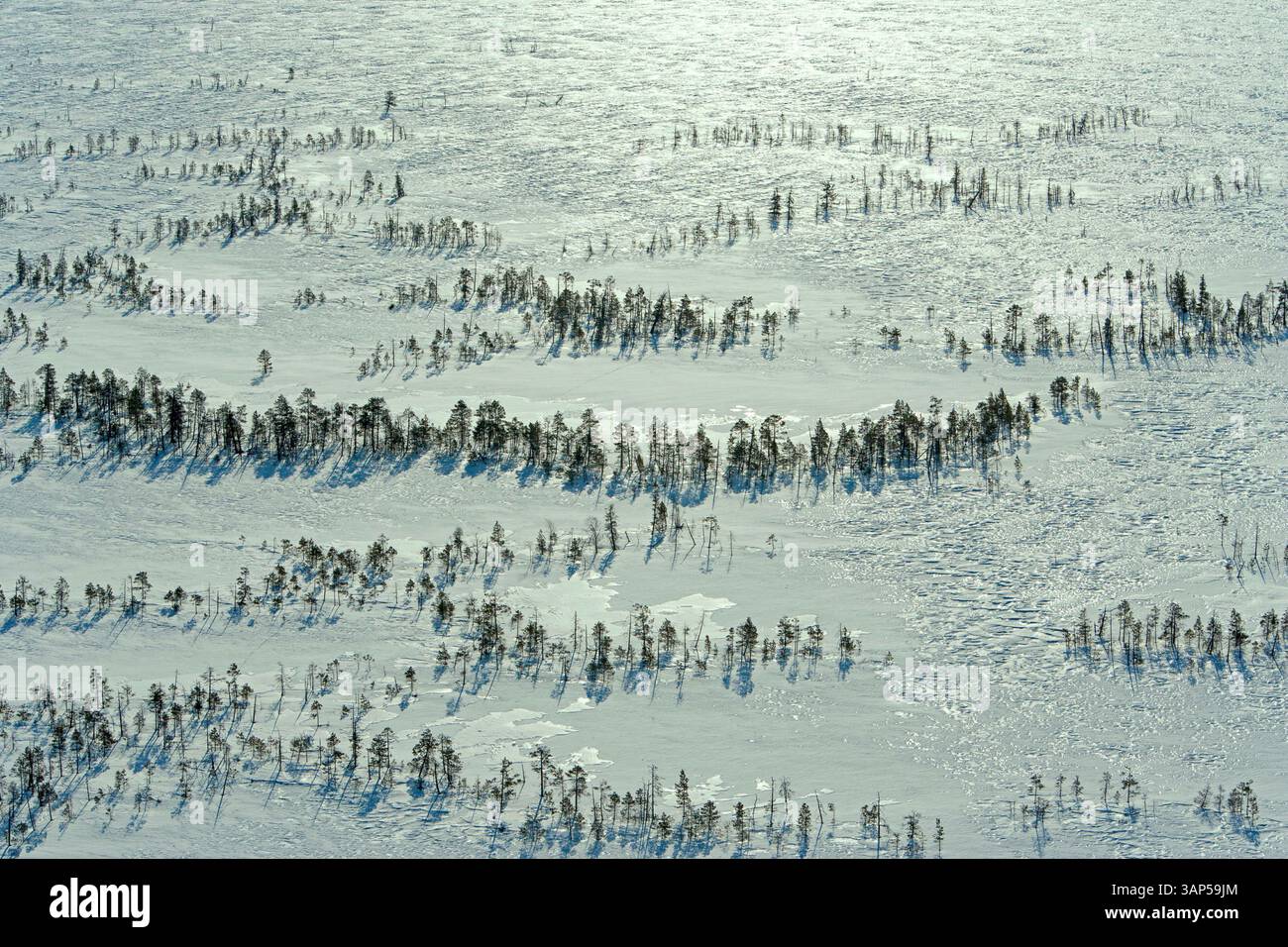 Aerial view of tranquil snowy taiga forest with pristine trees, Khanty ...