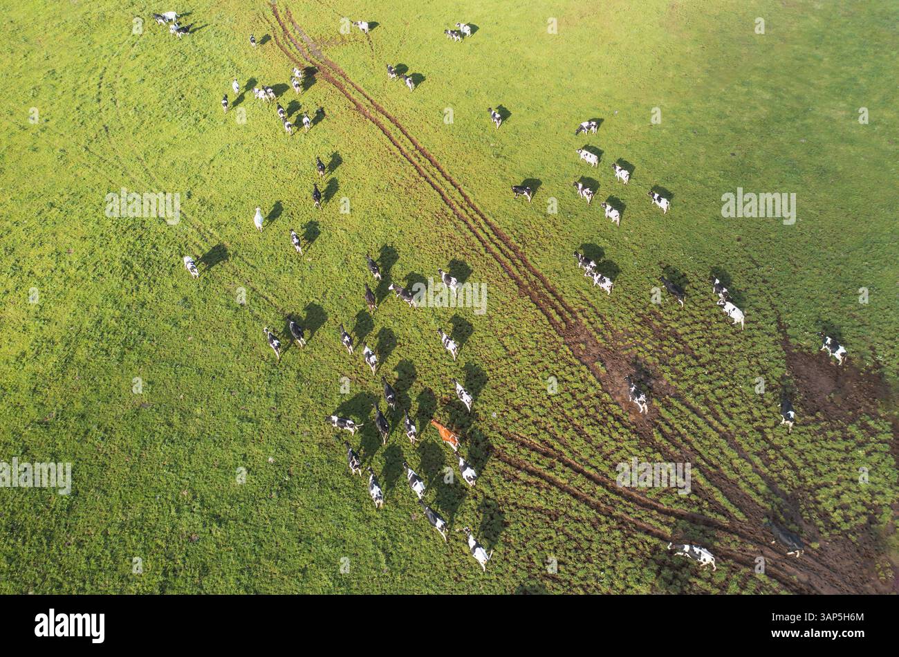 Aerial view of grazing cows in lush green fields, Vila de Sao Sebastiao ...