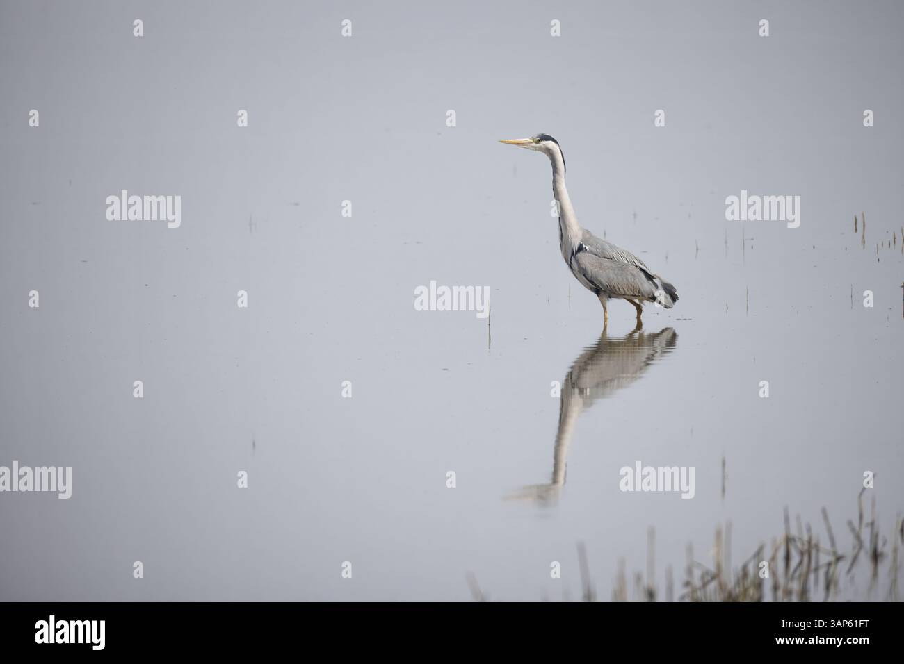 Heron standing in mirror-like  water Stock Photo