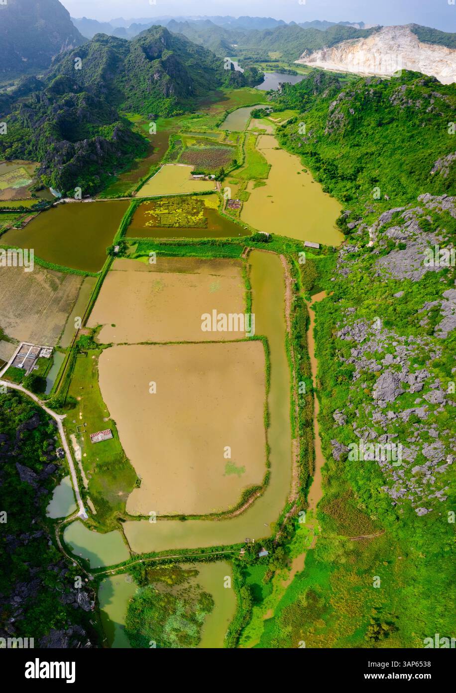 Aerial view of lush rice fields and serene mountain valley, Gia Van ...