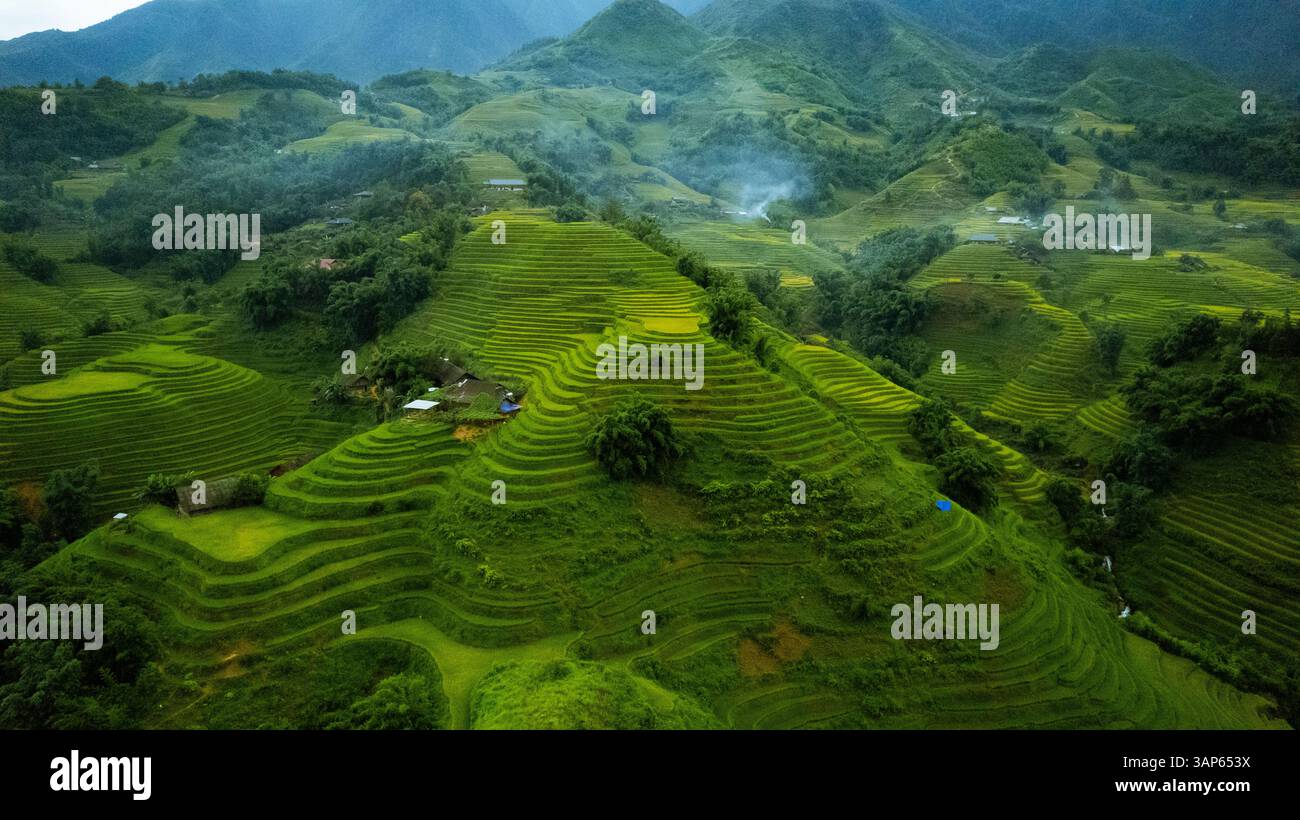 Aerial view of lush rice terraces in Sapa, Vietnam Stock Photo - Alamy