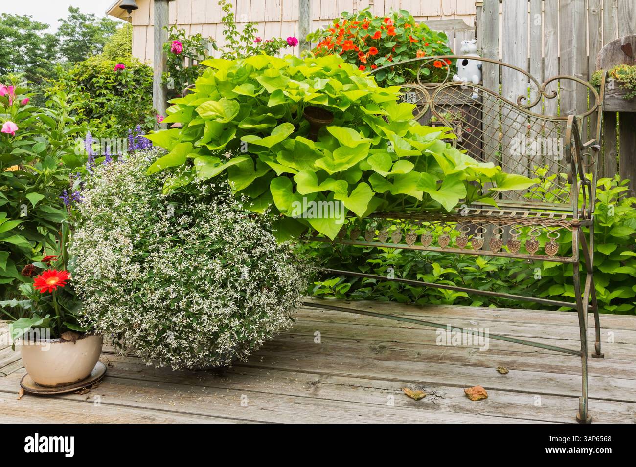 Antique rusted metal sitting bench decorated with Ipomoea batatas ...