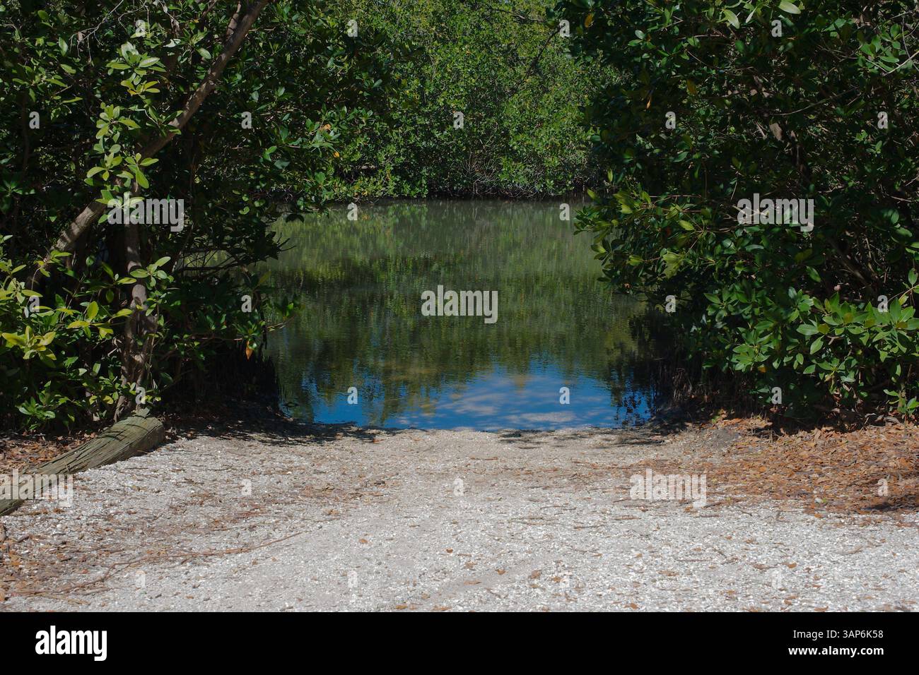 Tranquil Shoreline With Overhanging Trees and Calm Reflective Waters for a kayak launch. Serene view of a quiet shoreline surrounded by dense greenery Stock Photo