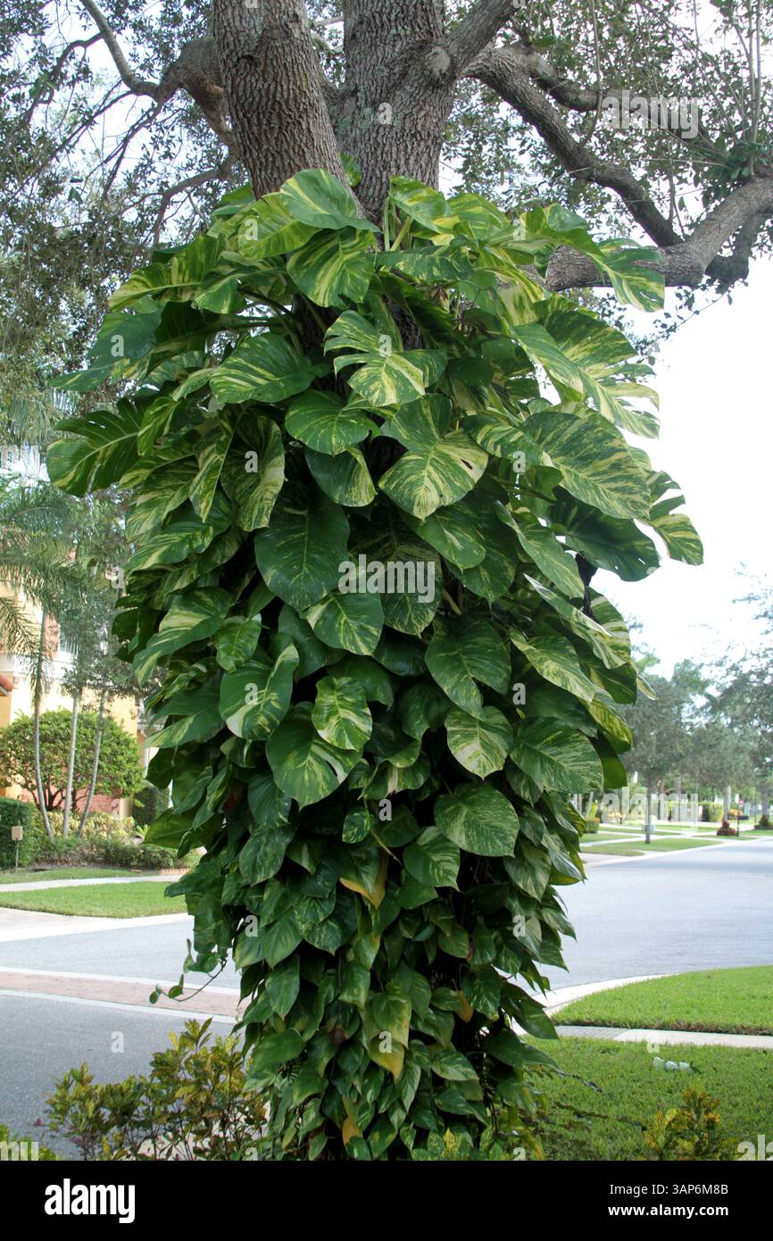 marble pothos plant Pothos 'Neon Queen'