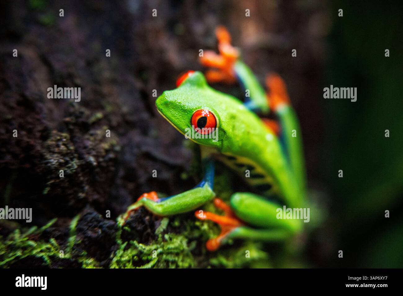 Red-eyed tree frog (Agalychnis callidrias) resting on a tree. This tree ...