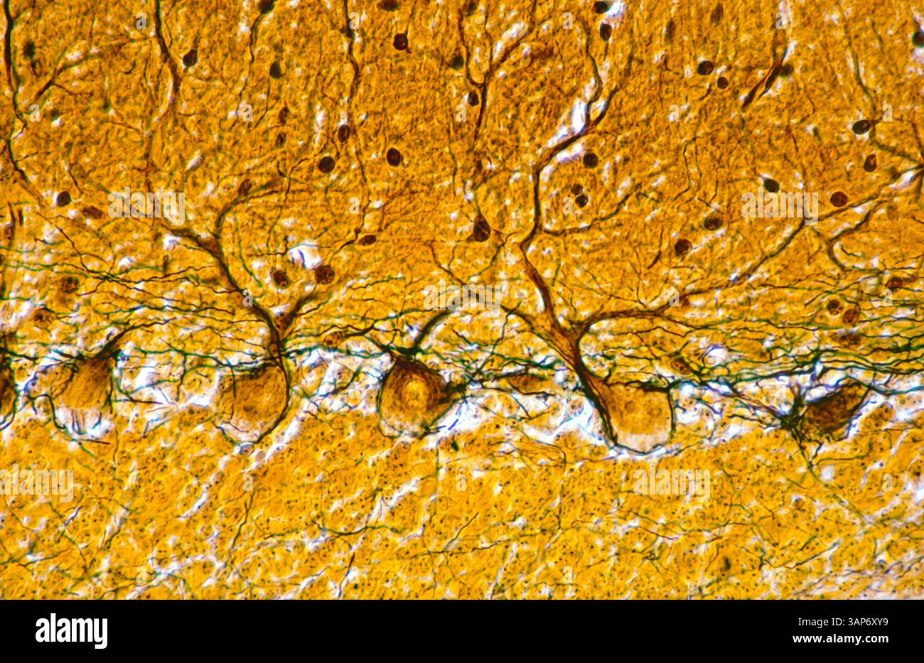 Light micrograph of the cerebellar cortex stained with Cajal's silver ...
