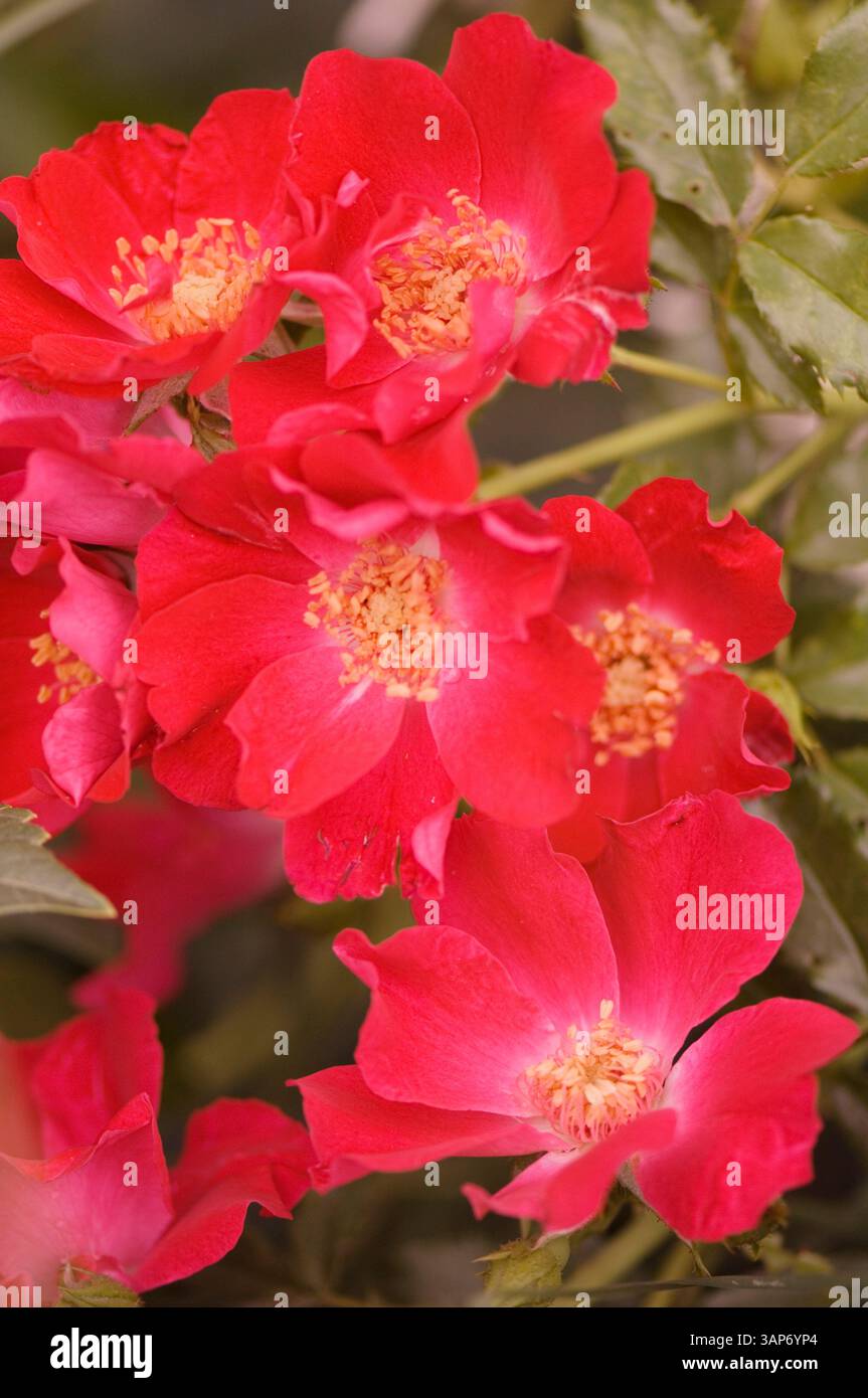 Rose (Rosa 'Dortmund') flowers. Stock Photo