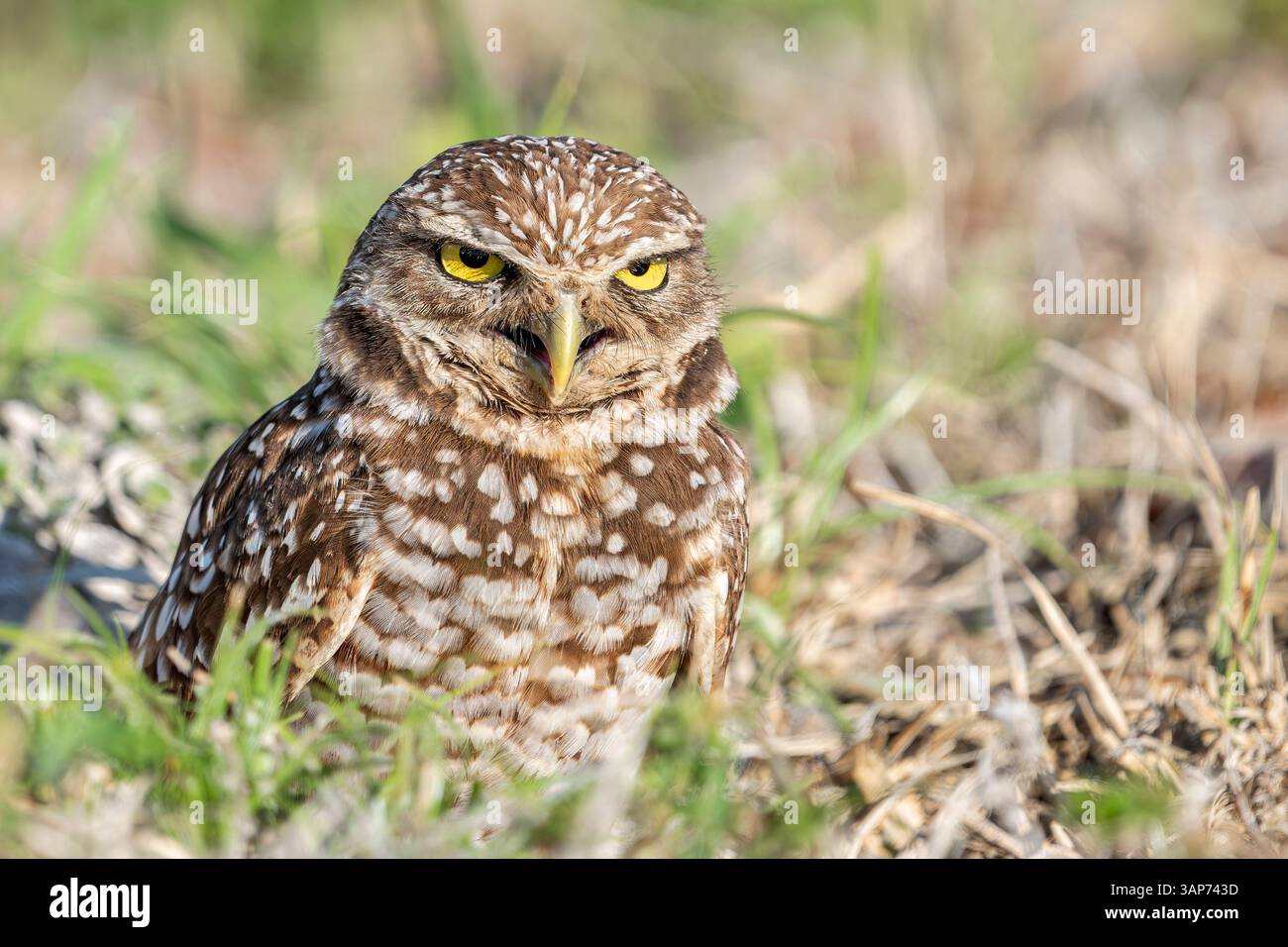 A burrowing owl stands watch at the entrance of its burrow, its ...