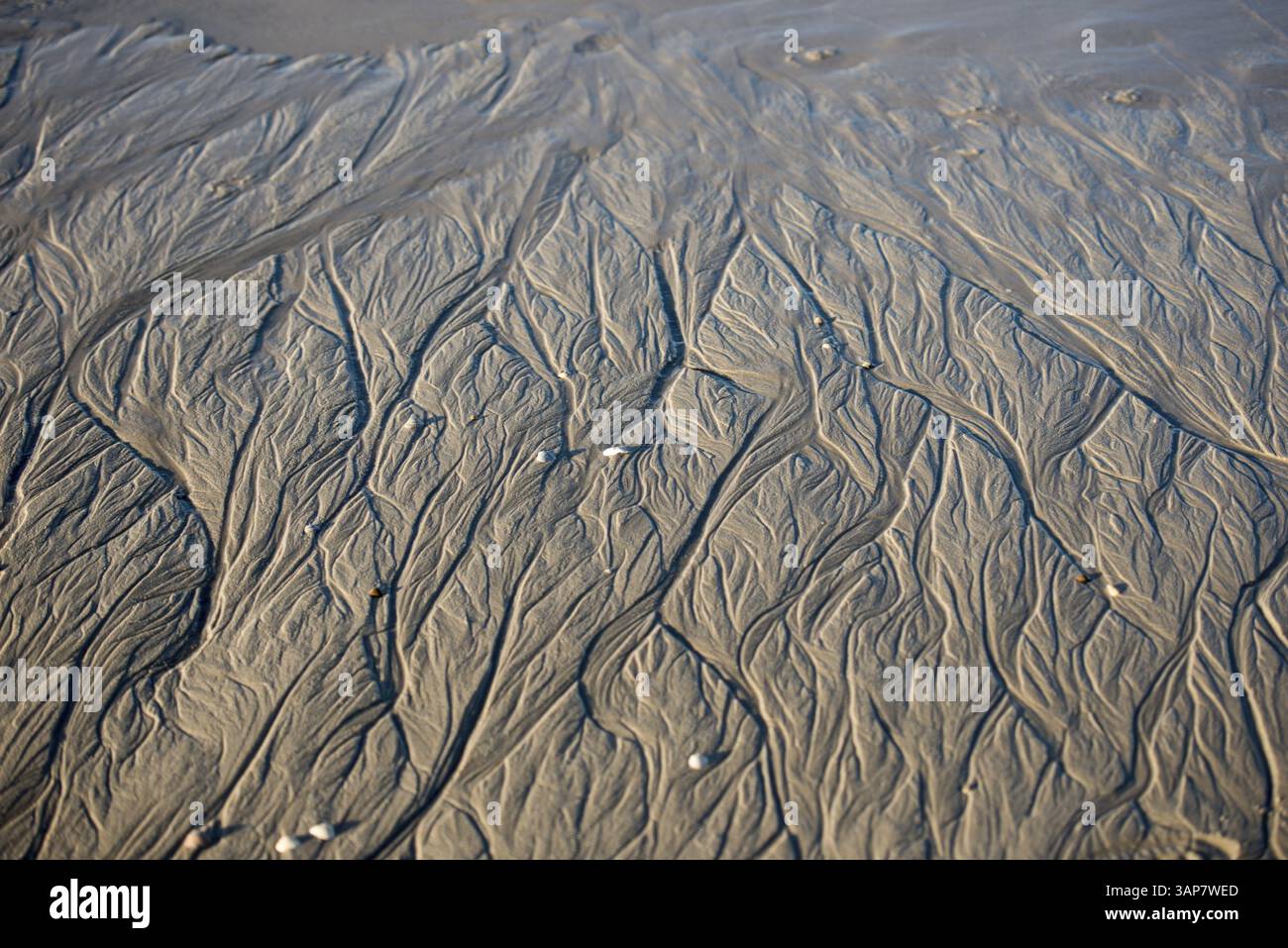 Sand beach resembling a tiny river delta system on a beach with mussel shells Stock Photo