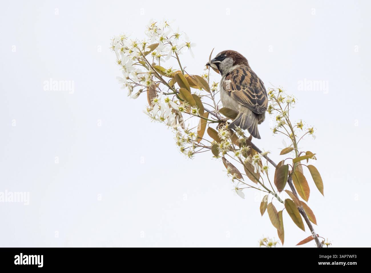 A house sparrow (Passer domesticus) perched on a branch with white flowers in a minimalist environment, Hesse, Germany, Europe Stock Photo