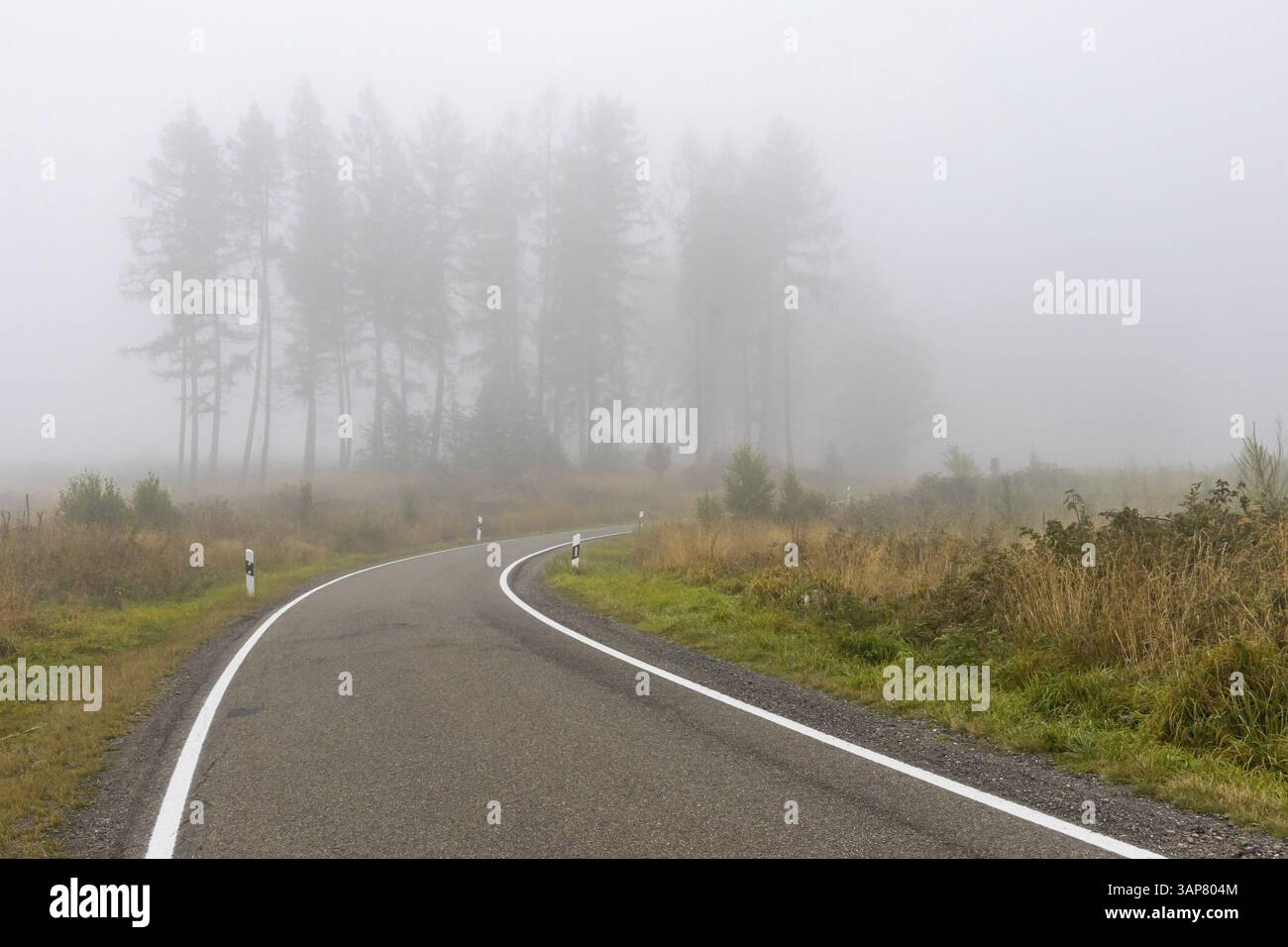 Road through forest with fog Stock Photo