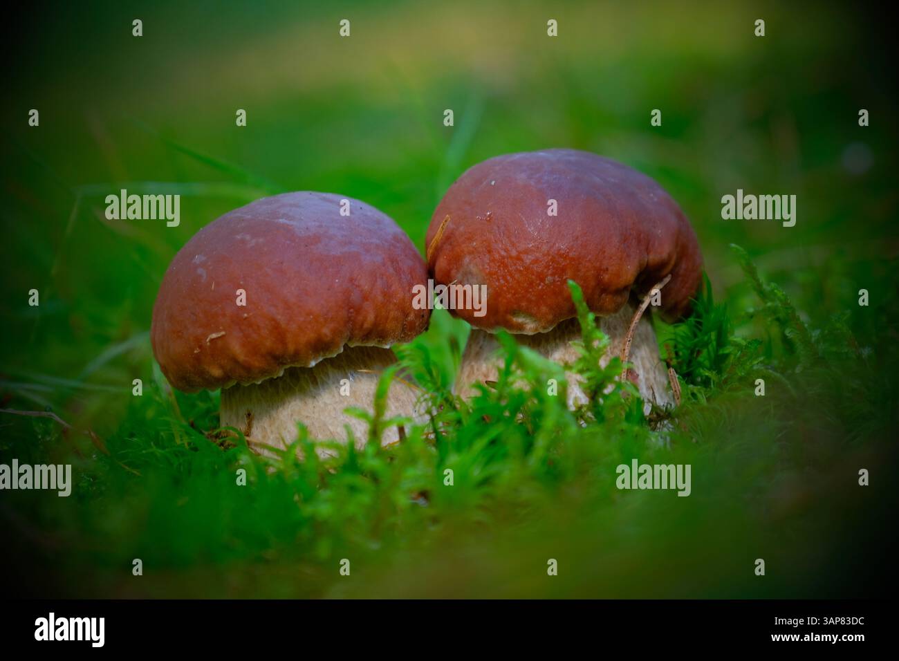 Steinpilz im Moos Stock Photo - Alamy