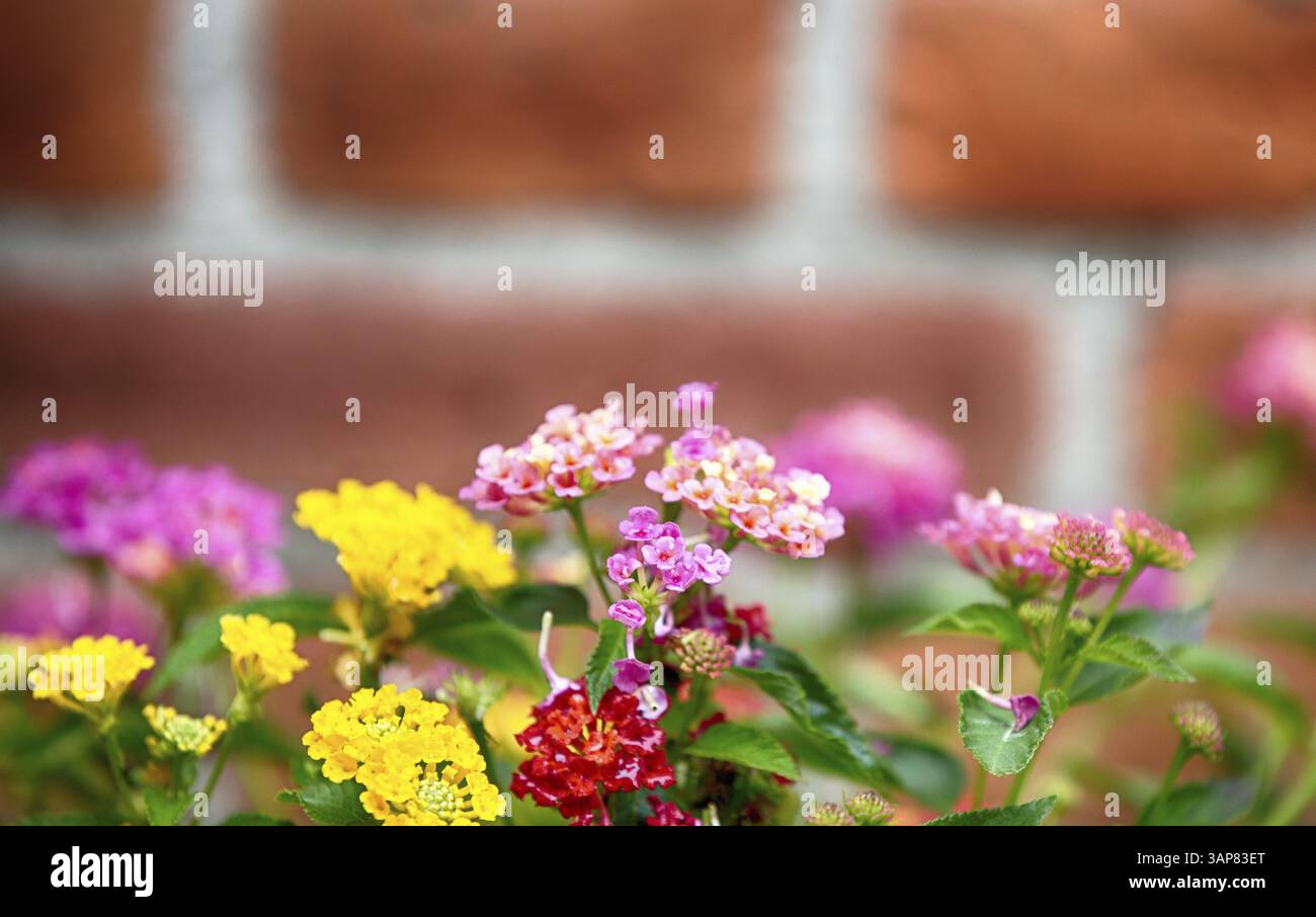 Flowers in front of a wall, 2020 Stock Photo