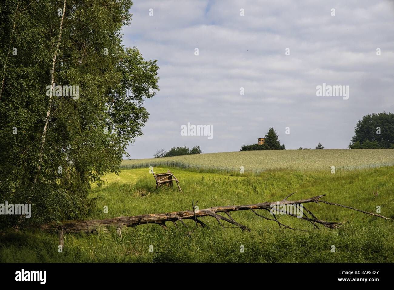 Dead fallen tree in a meadow Stock Photo